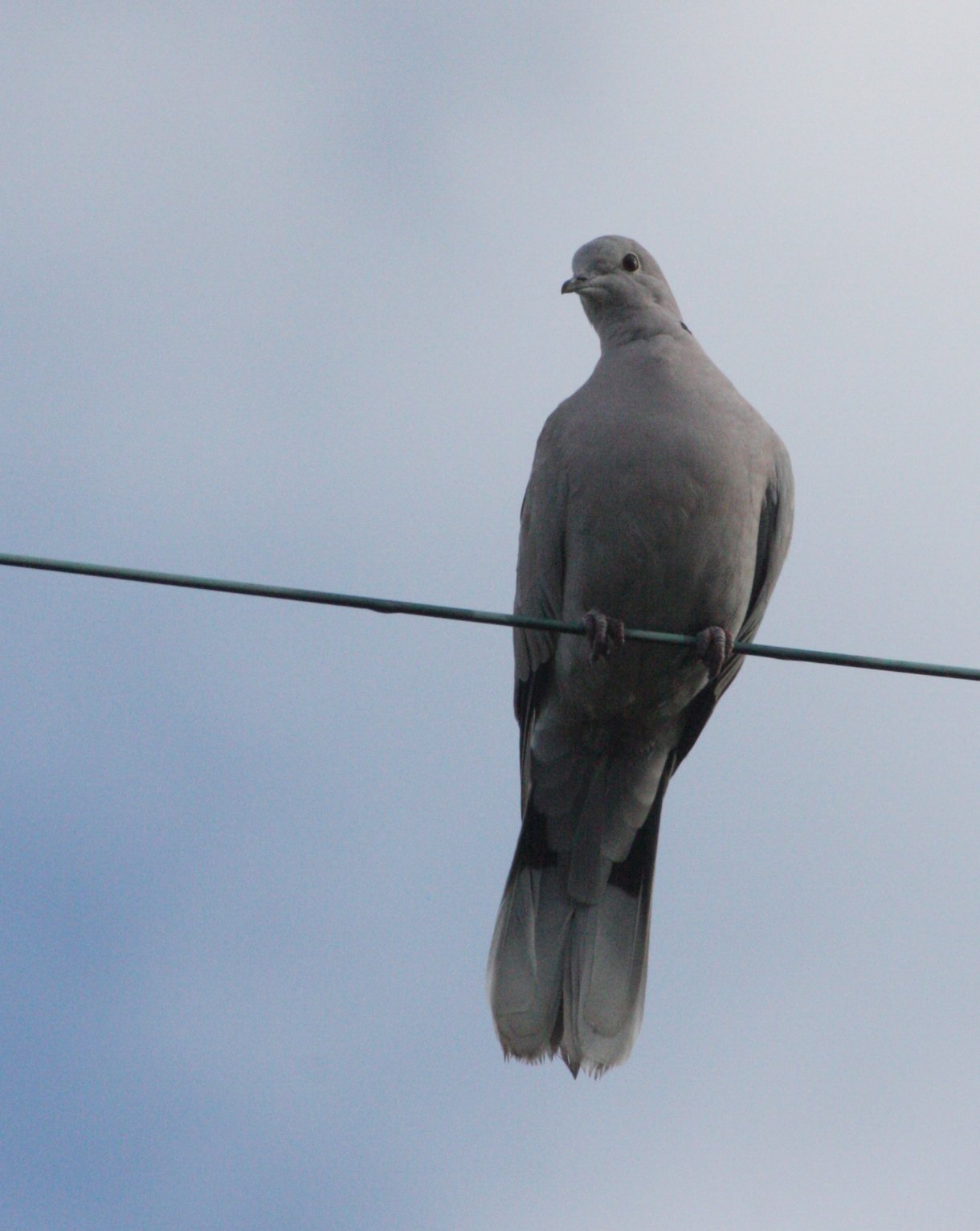 Mourning Dove (Zenaida macroura) Sequim Prairie Washington (5).JPG