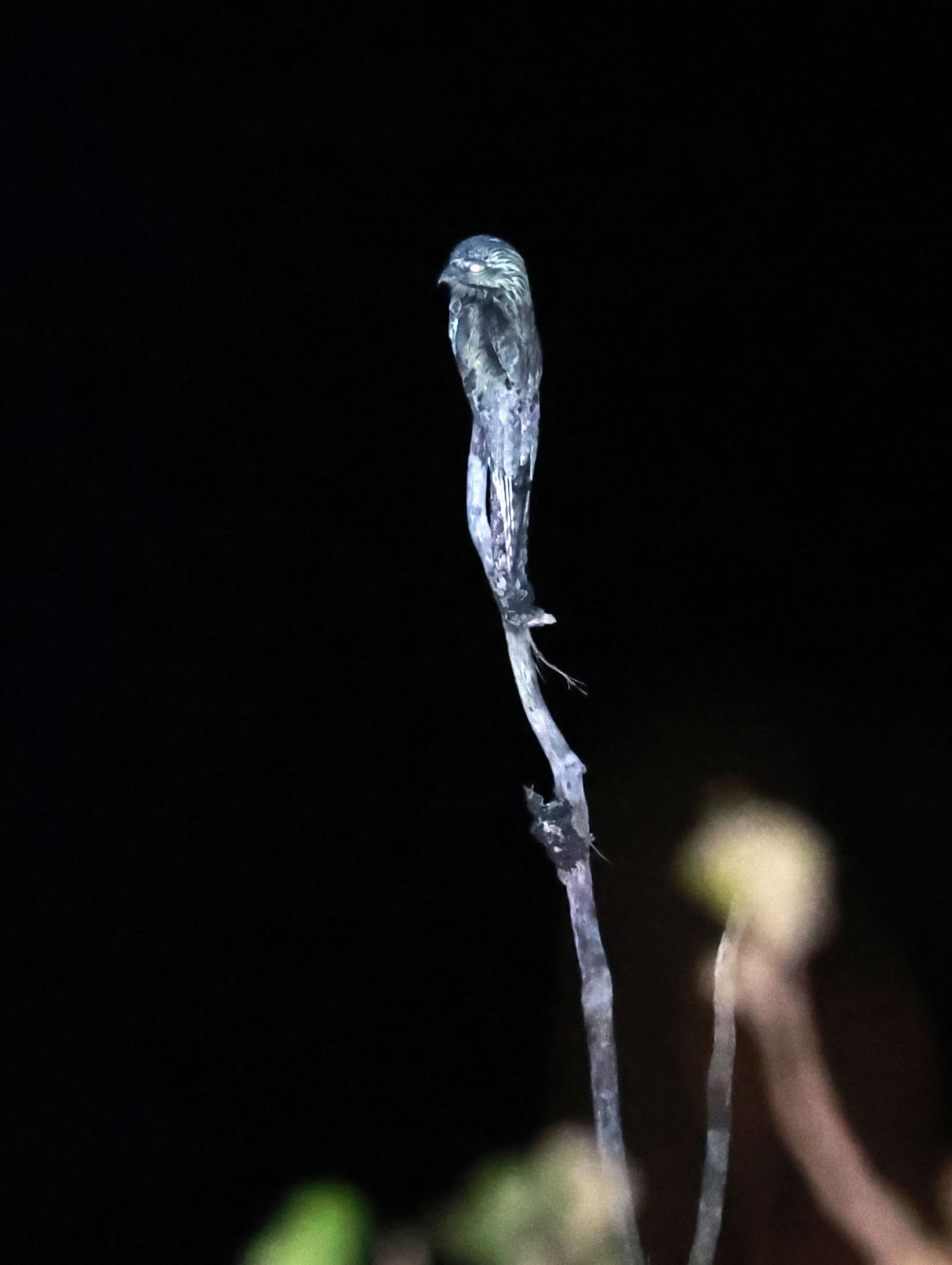 Potoo - Common Potoo - Nyctibius griseus - Emas National Park, Goias State, Brazil (19).jpg