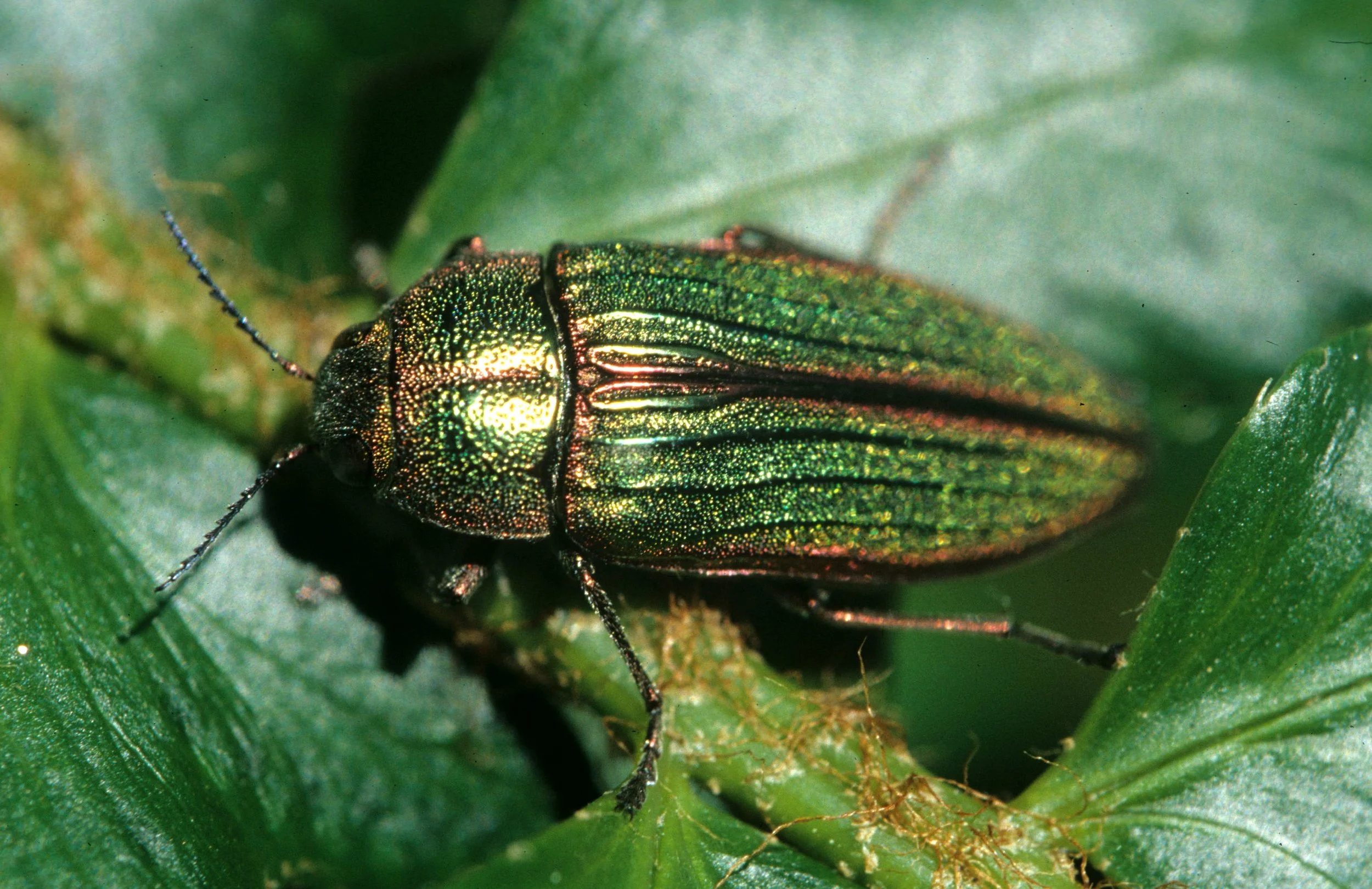 INVERTS - COLEOPTERA - BUPRESTIS AURULENTUS - WOOD BORER.jpg