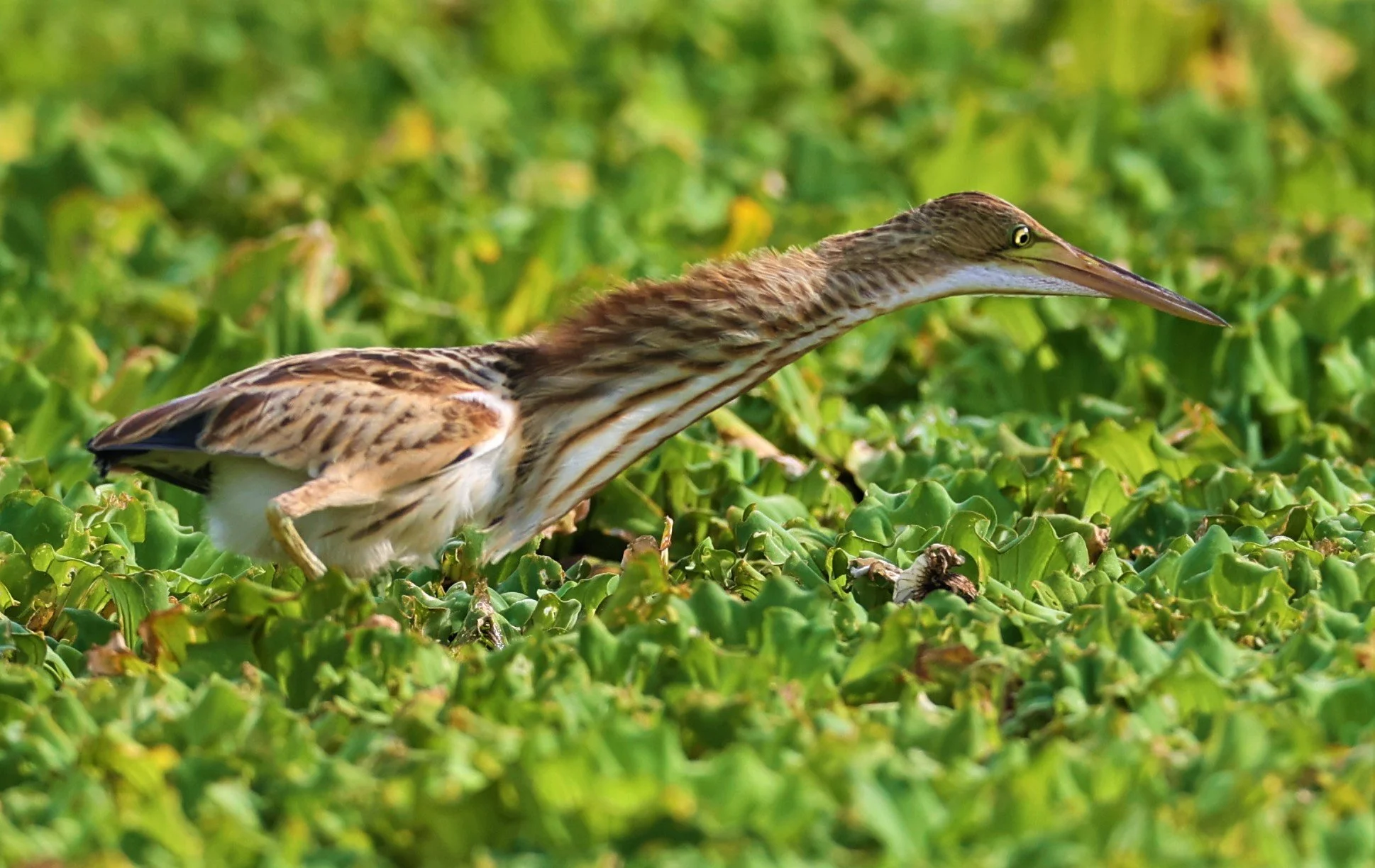 BITTERN - YELLOW BITTERN - Ixobrychus sinensis - LAT KRABANG THAP YAO RICEFIELDS 01 OCT 2021 (32).jpg