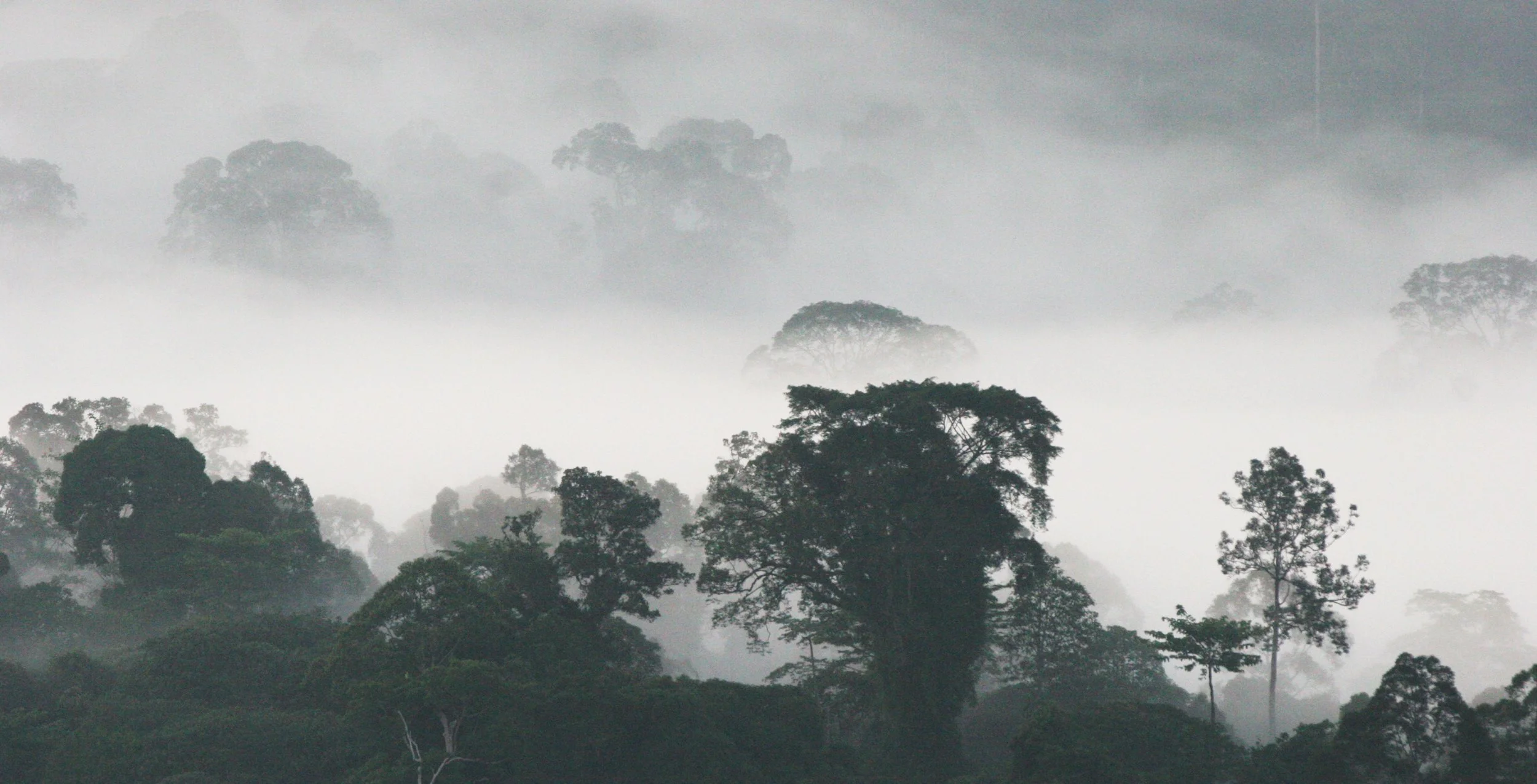 DANUM VALLEY BORNEO - SUNRISE OVER THE DANUM (70).JPG
