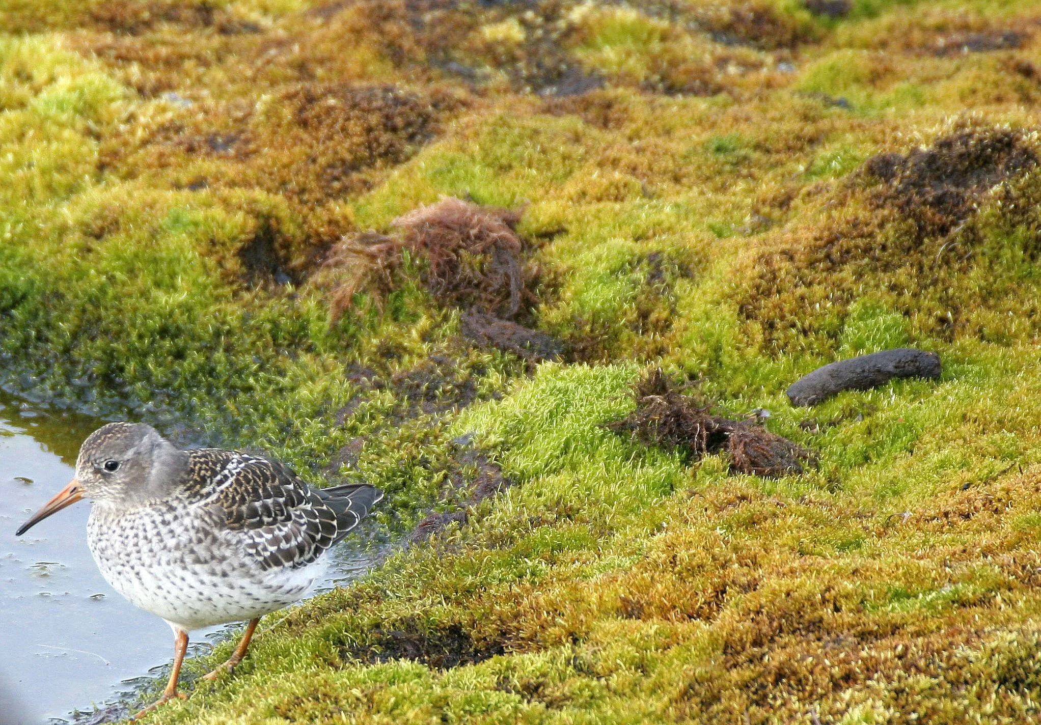 BIRD - SANDPIPER - PURPLE SANDPIPER - SVALBARD (21).jpg