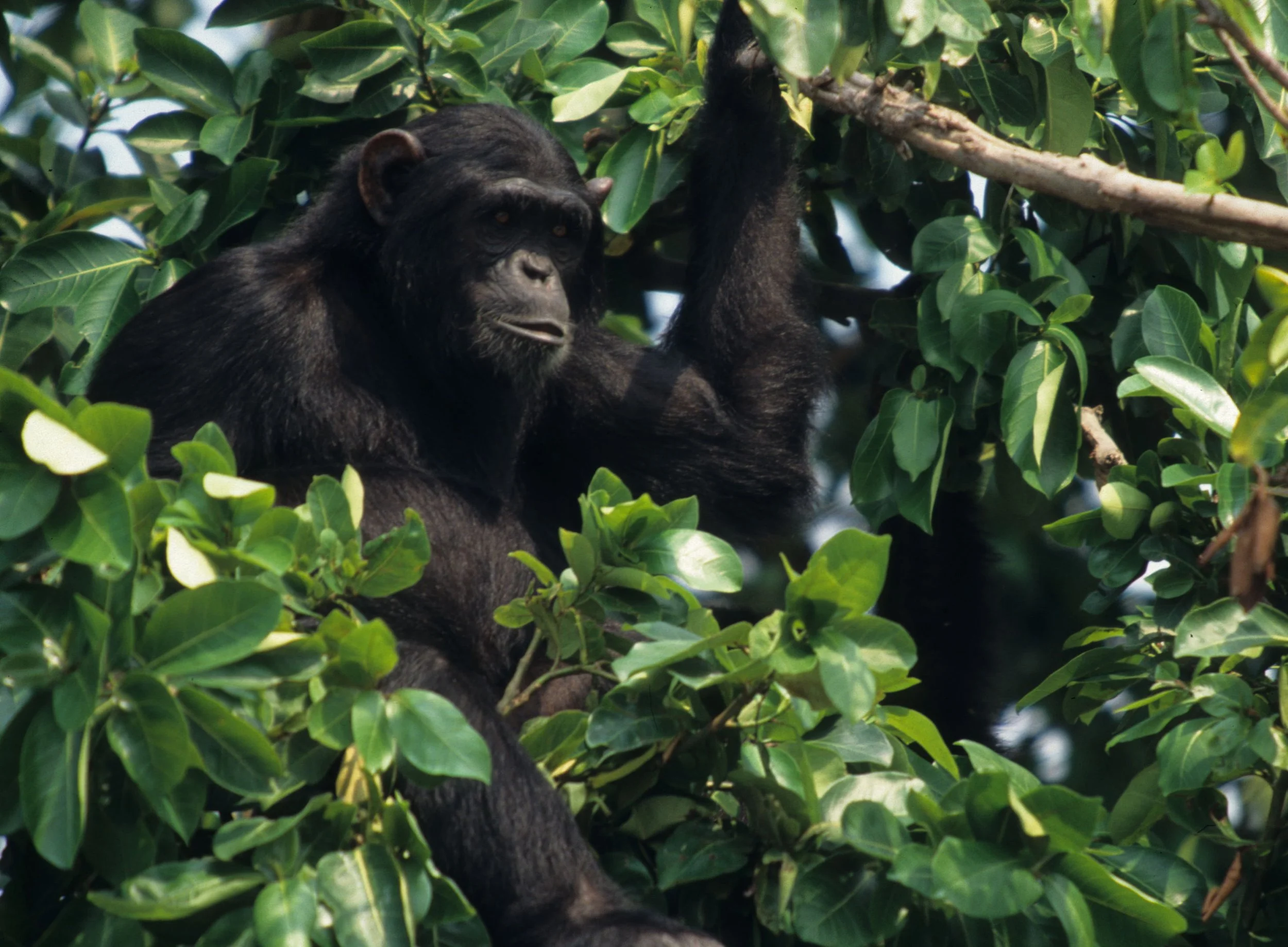 PRIMATE - CHIMP - UGANDA 19.jpg