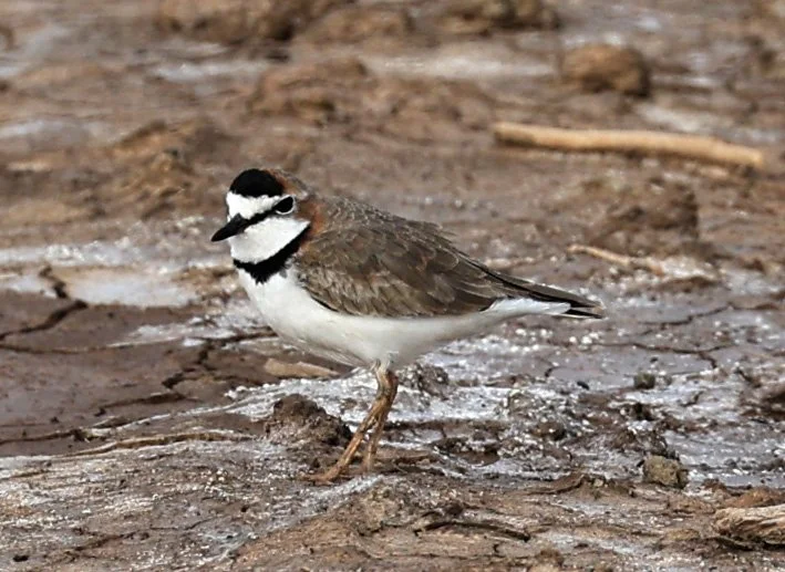 Collared Plover (Anarhynchus collaris) Chaco Lodge & Laguna Salada Paraguay (27).jpg