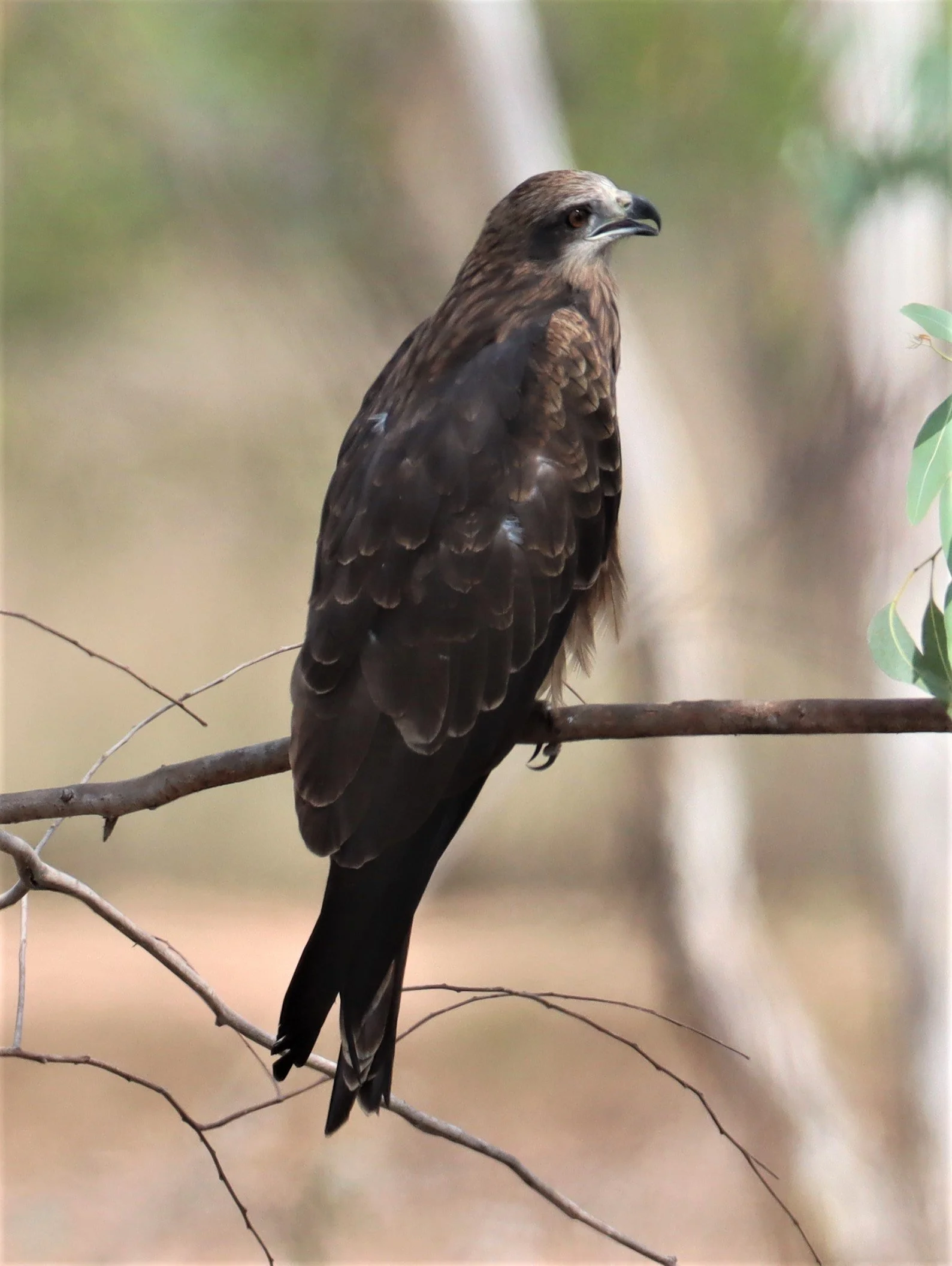 Black Kite (Milvus migrans) are common in Nakhon Nayok nearby the DPKY.