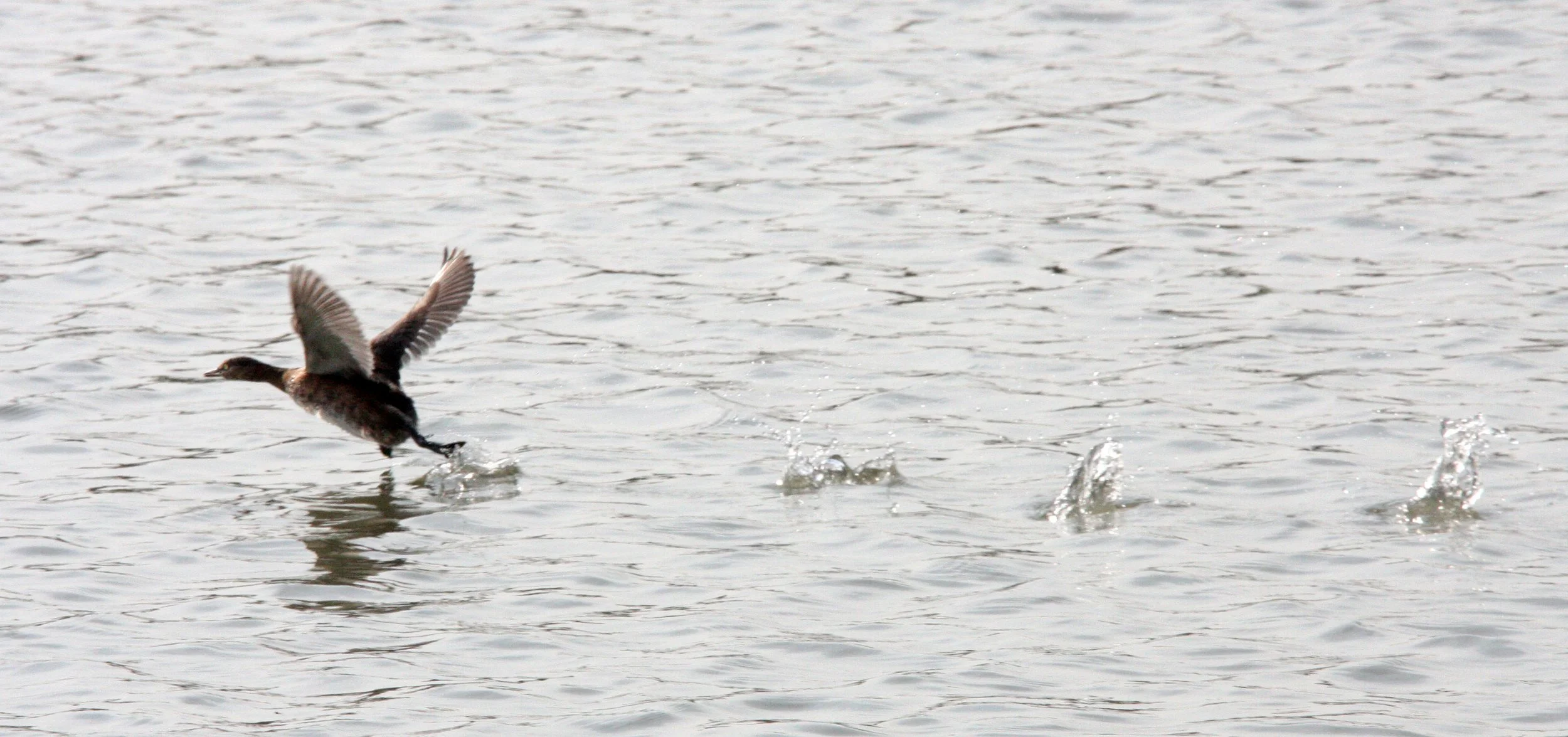 Little Grebe (Tachybaptus ruficollis) Pudong Botanical Gardens Shanghai China (14).JPG
