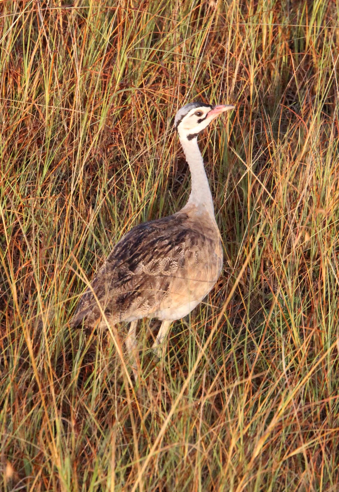 White-bellied Bustard (Eupodotis senegalensis) Samburu NP, Kenya