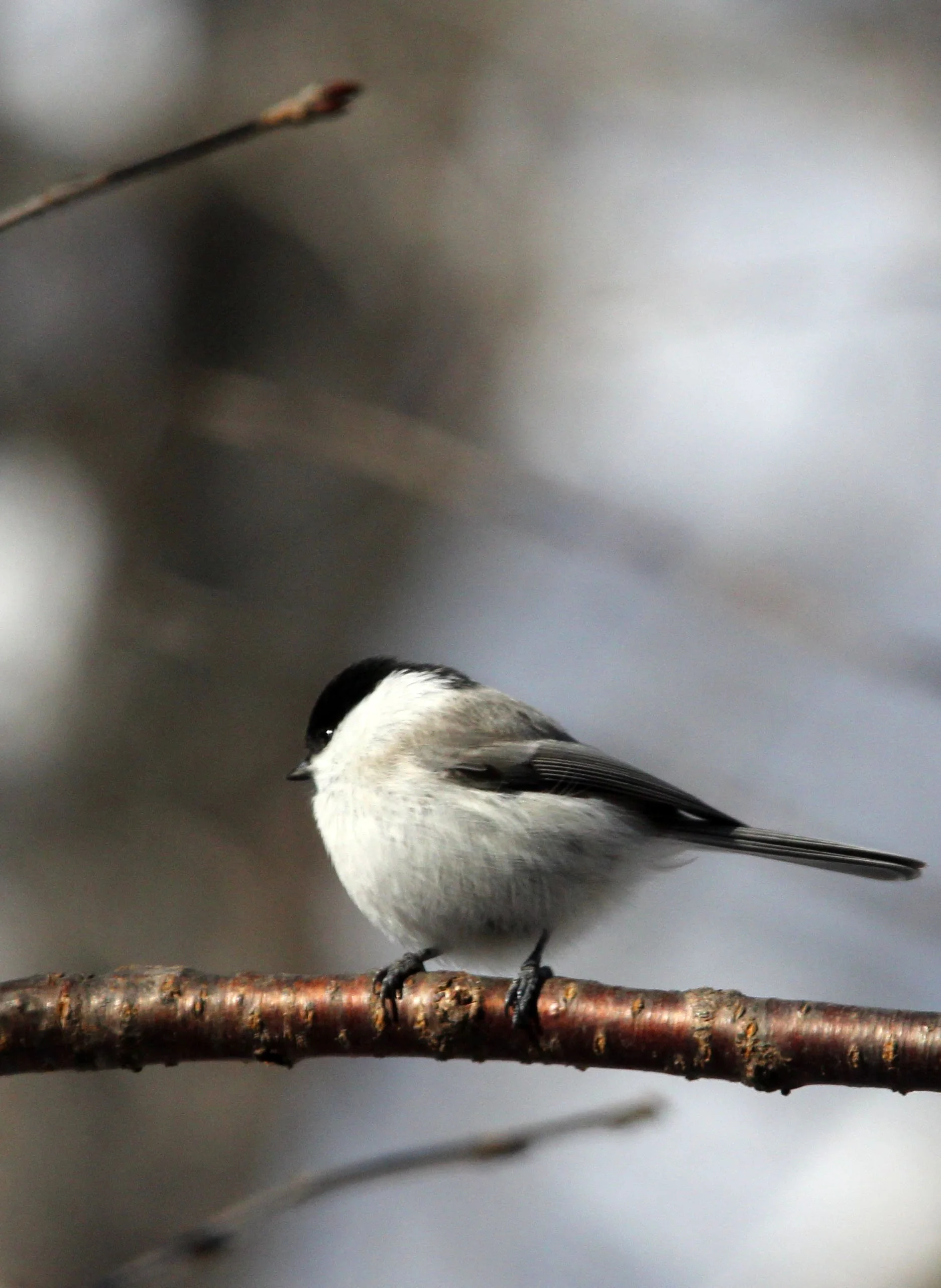 Willow Tit (Poecile montanus) Yoroushi Spa, Hokkaido Japan (2).JPG
