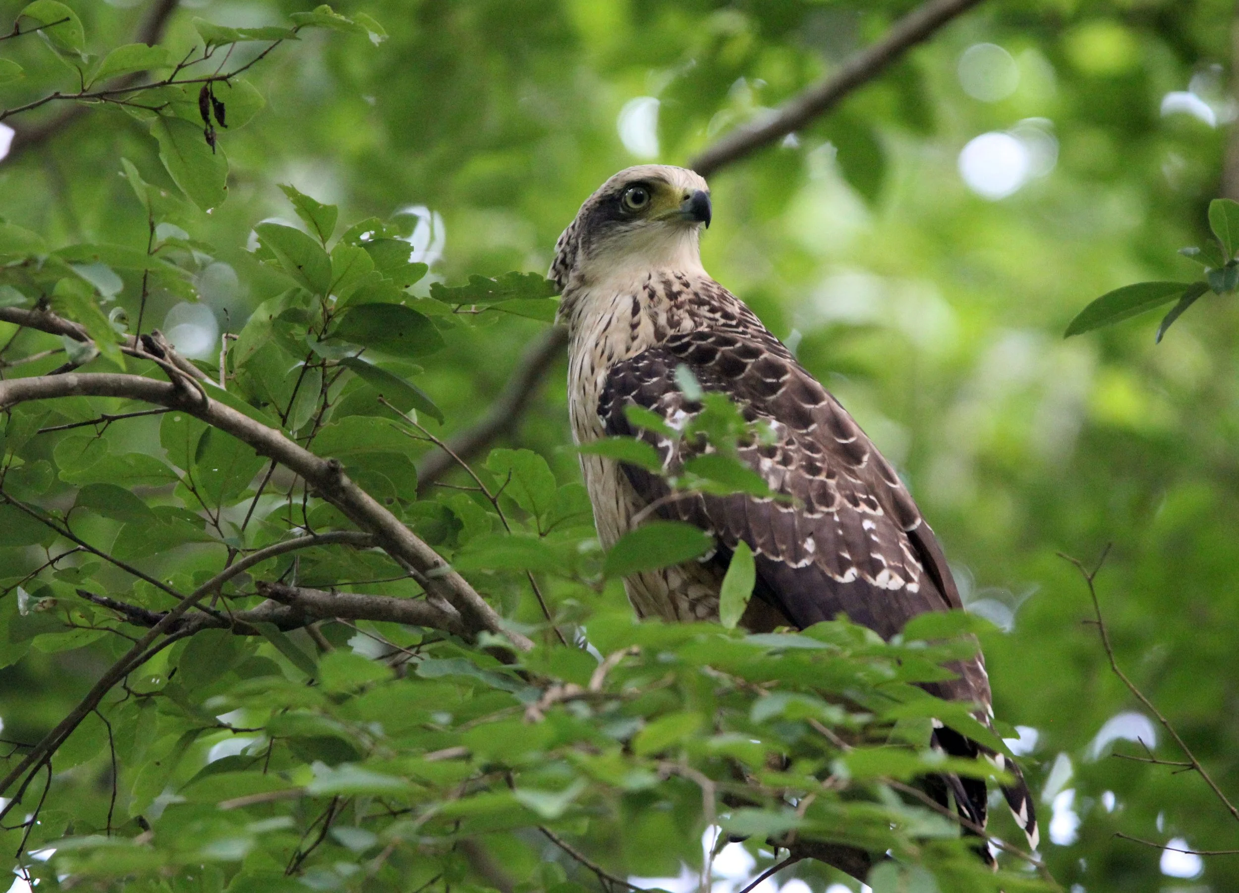 EAGLE - CRESTED SERPENT EAGLE - Spilornis cheela - KAENG KRACHAN NATIONAL PARK THAILAND (21).JPG