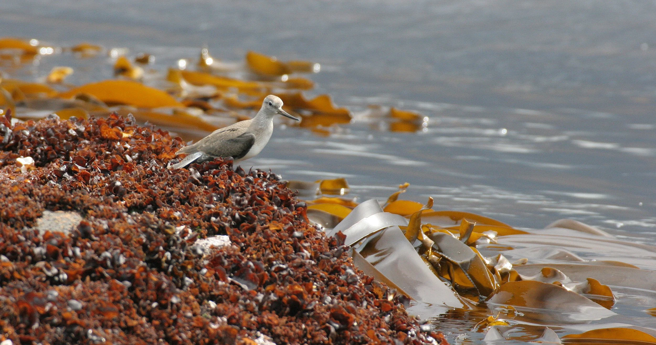BIRD - SANDPIPER - TEREK SANDPIPER - KURIL ISLANDS RUSSIA (6).jpg