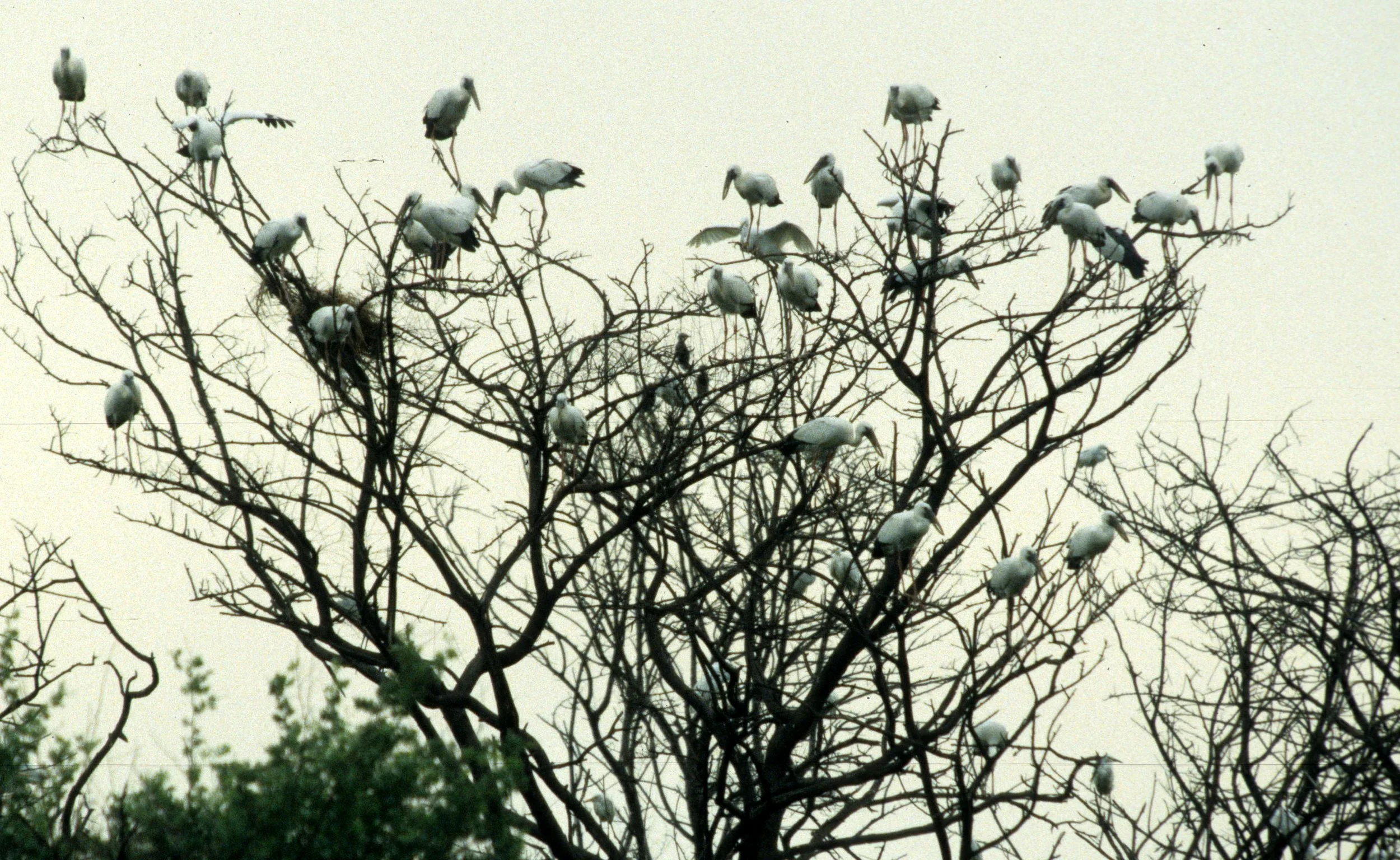 BIRD - STORK - ASIAN OPEN-BILLED - KALEODEO INDIA A.jpg