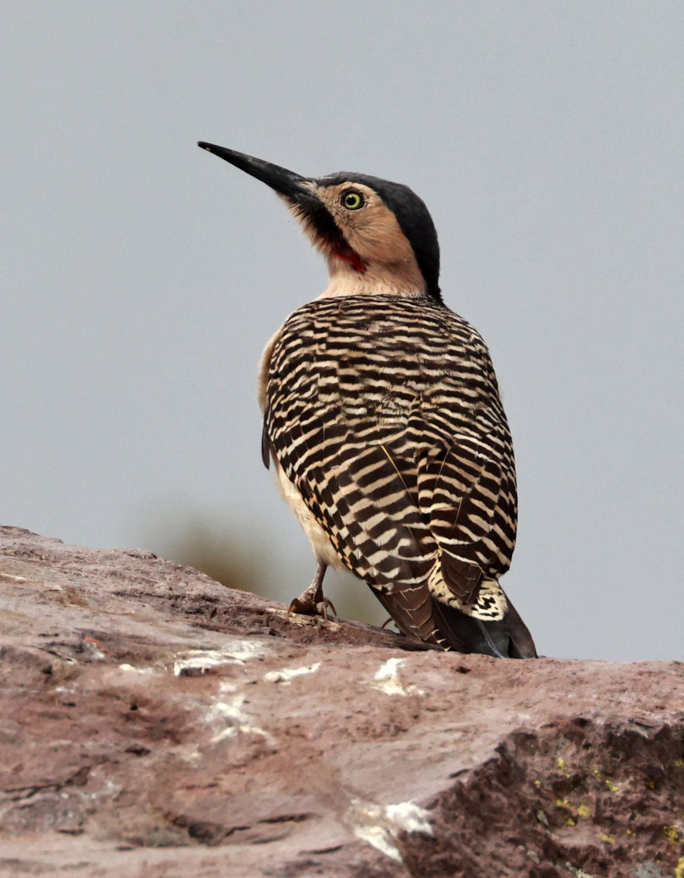 Woodpecker - Andean Flicker - Colaptes rupicola - Lauca National Park, Chile (18).jpg