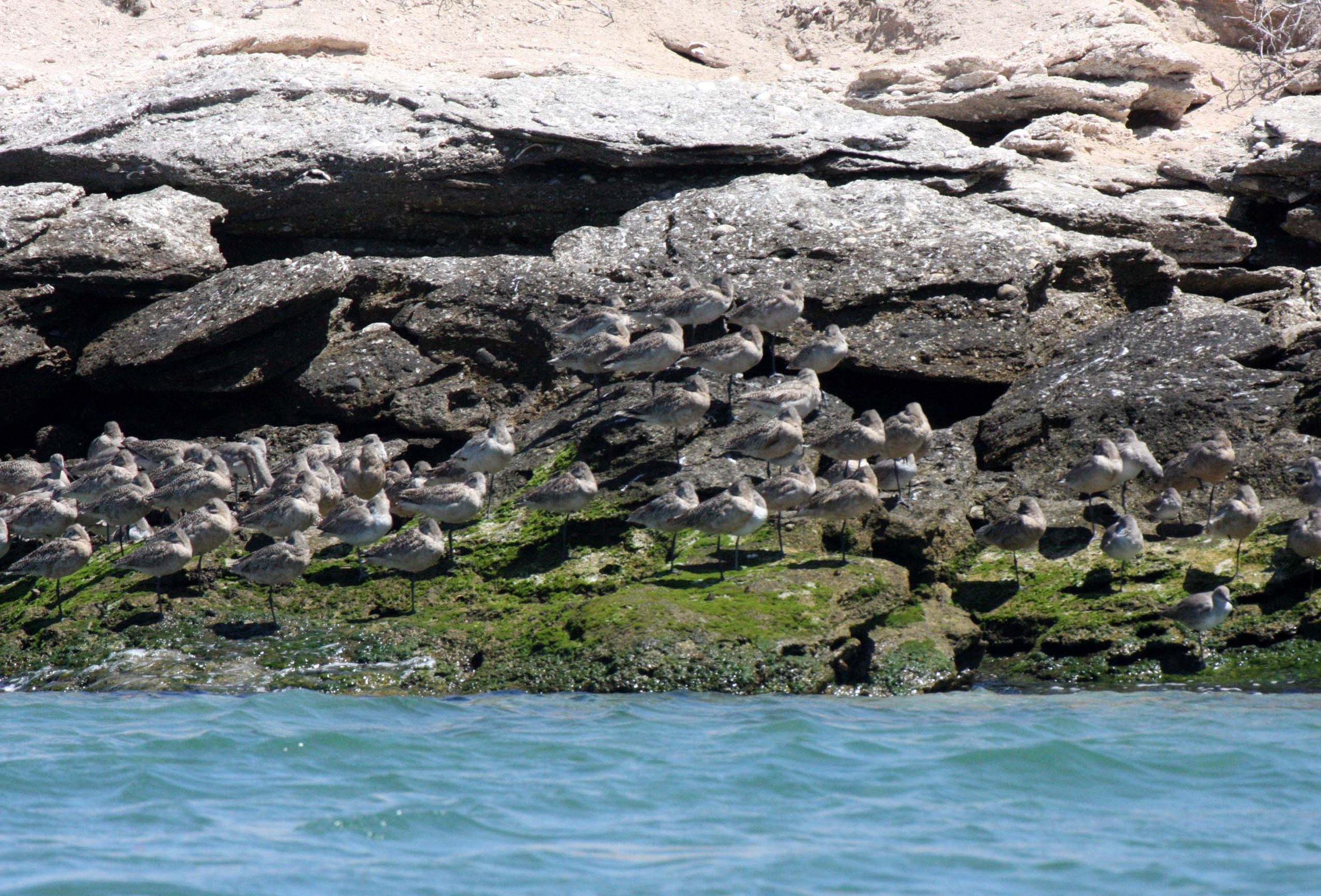 BIRD - GODWIT - MARBLED GODWIT - WILLETS - SAN IGNACIO LAGOON BAJA MEXICO.JPG