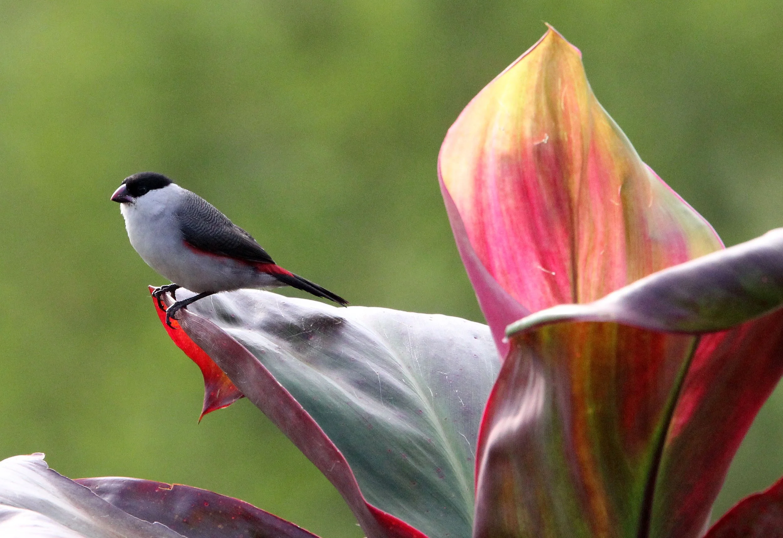 Black-crowned Waxbill (Estrilda nonnula) Ruhengeri Rwanda 2012 (7).JPG