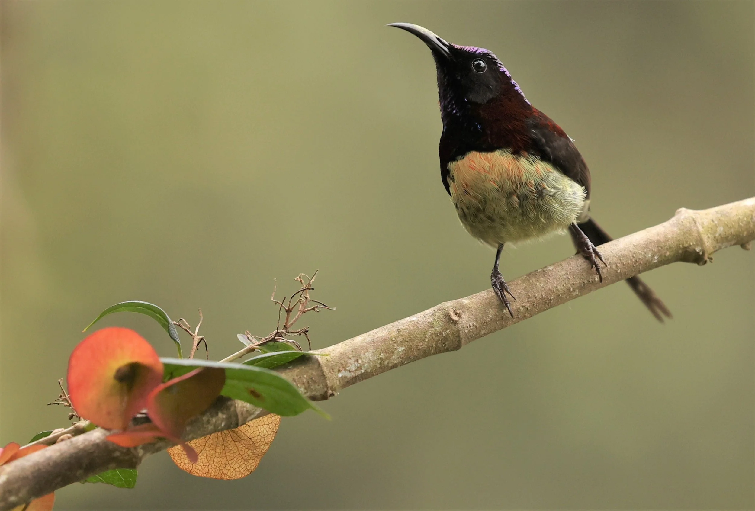SUNBIRD - BLACK-THROATED SUNBIRD - Aethopyga saturata - DOI INTHANON NP CHIANG MAI, DEC 2021 (31).jpg