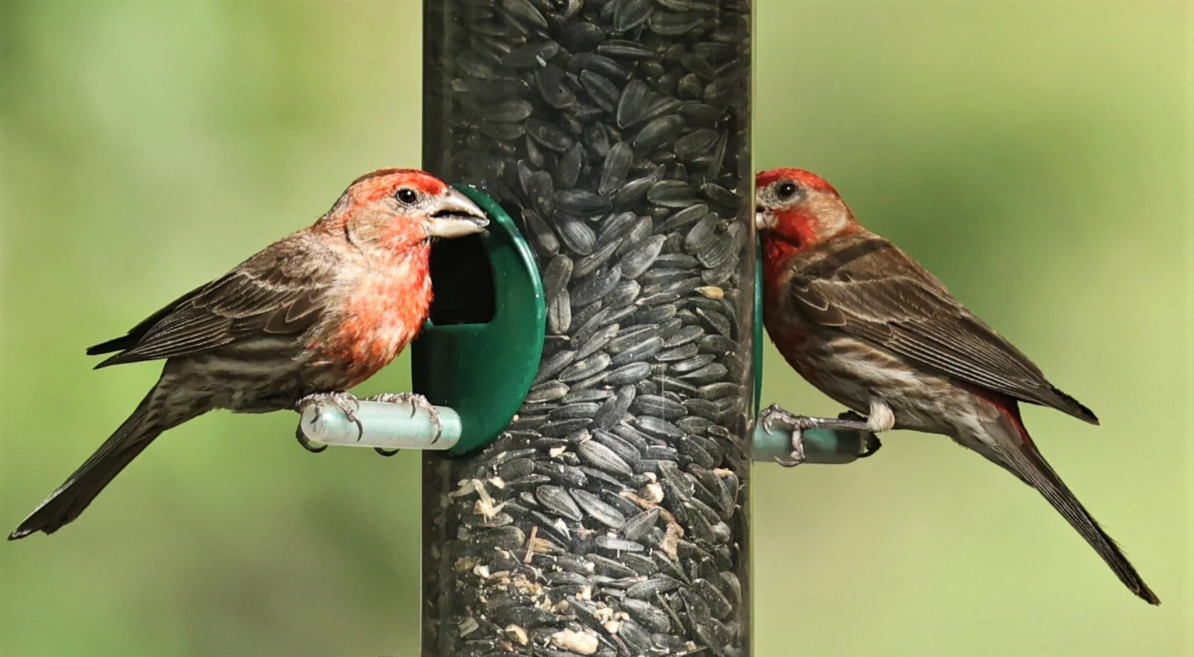 House Finch (Haemorhous mexicanus) Cave Creek Arizona (9).jpg