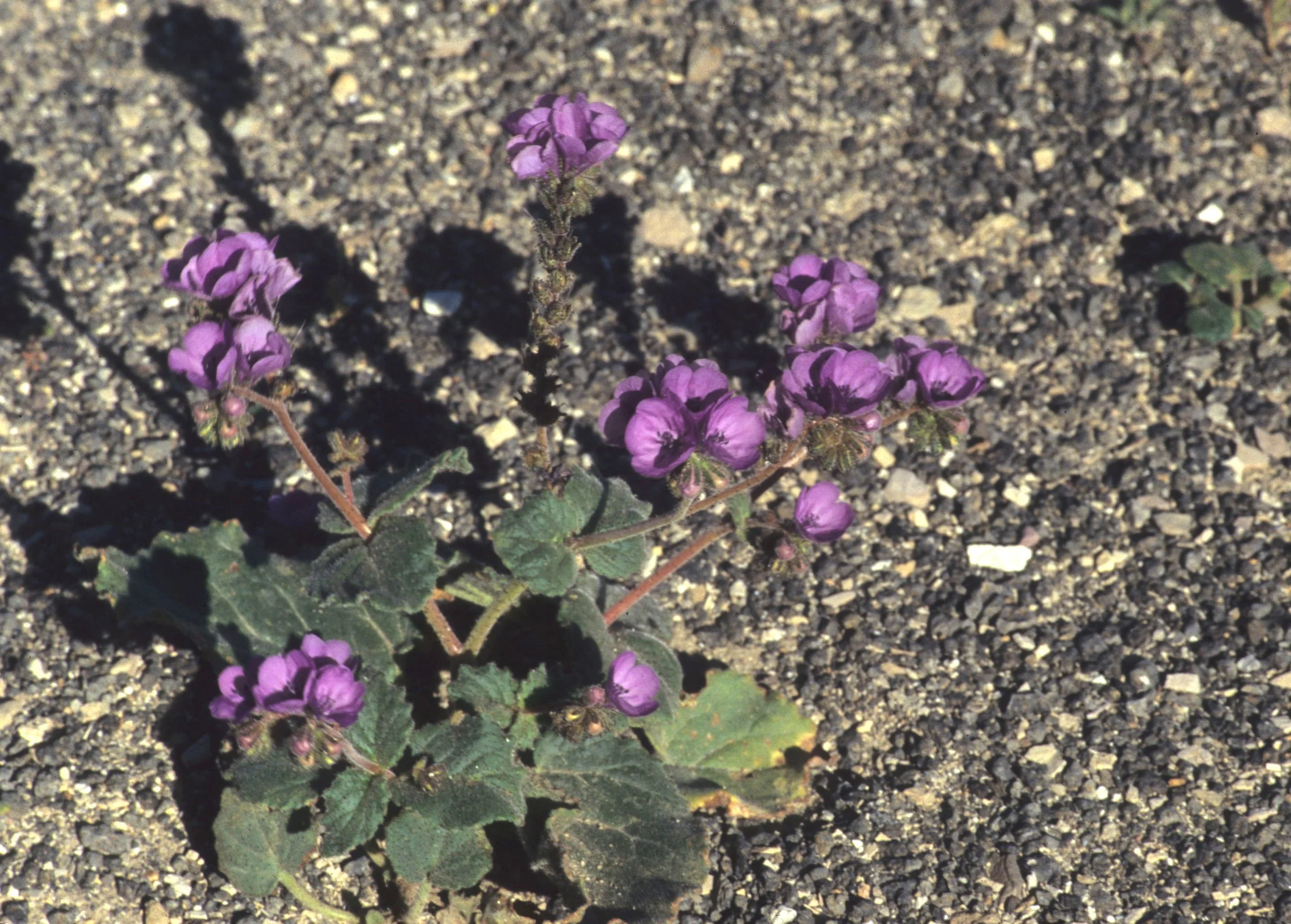 DEATH VALLEY - PHACELIA CALTHIFOLIA - CALTHALEAF PHACELIA.jpg