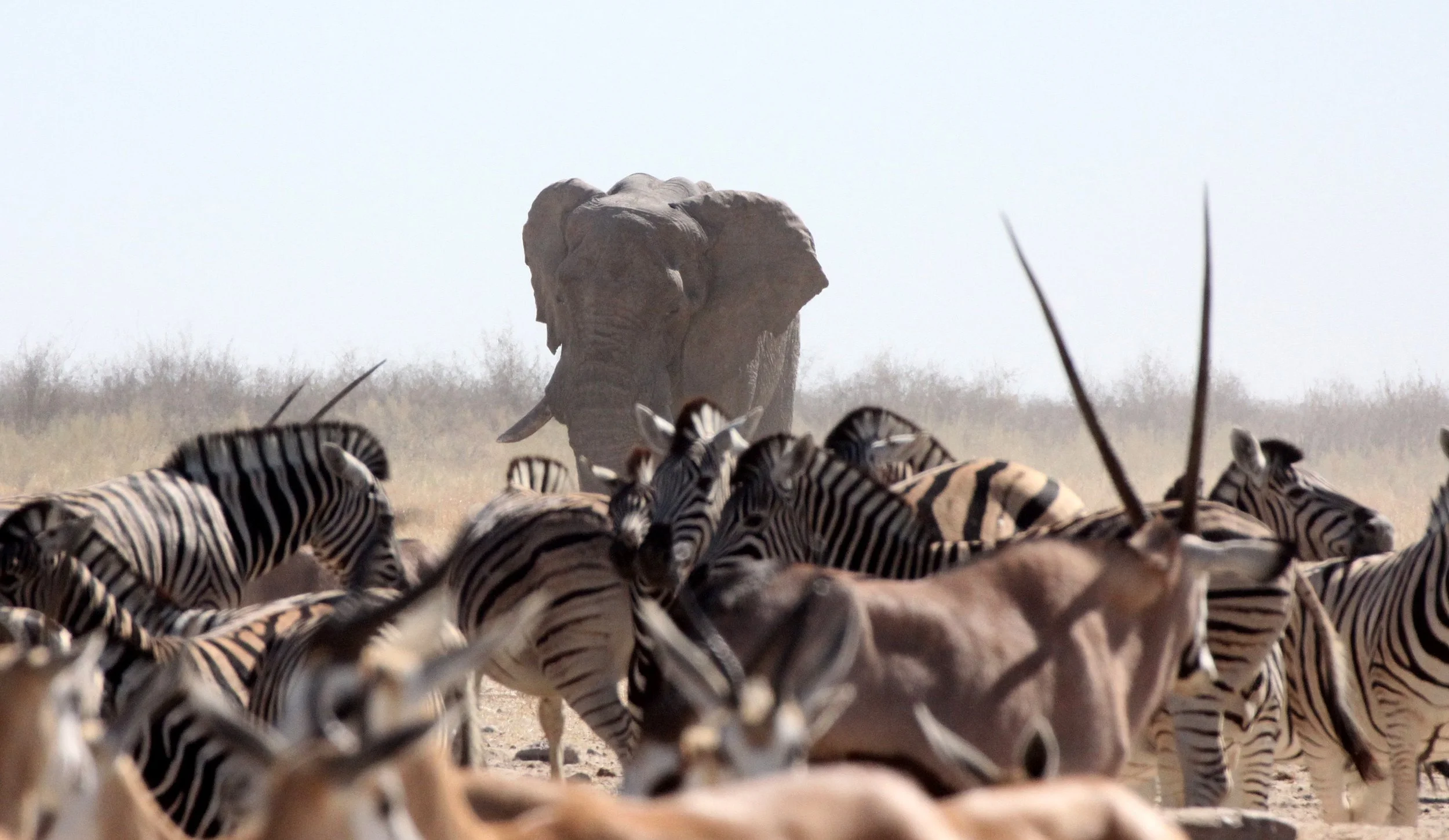 ELEPHANT - AFRICAN ELEPHANT - ETOSHA NATIONAL PARK NAMIBIA (57).JPG
