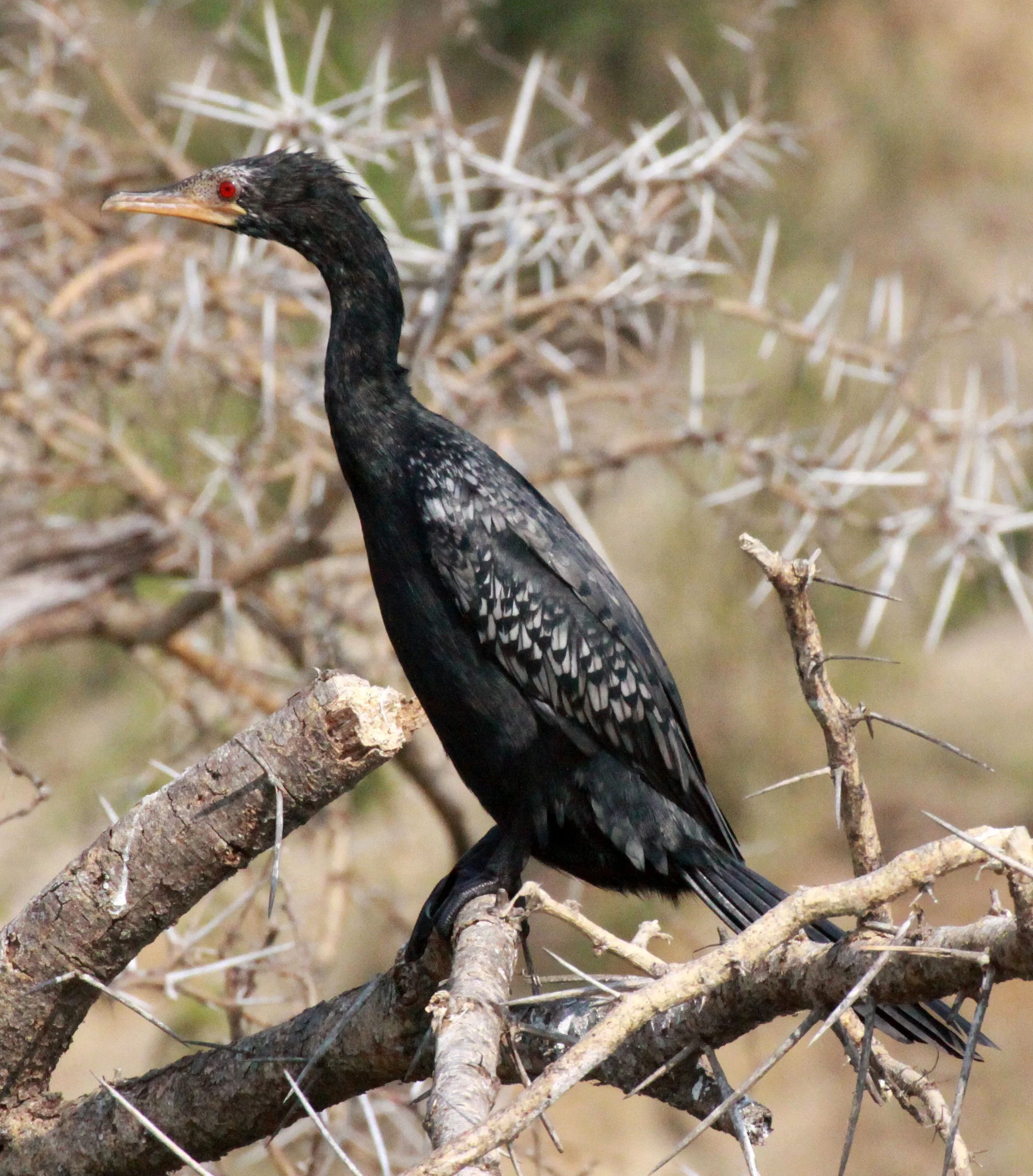 Microcarbo africanus - Reed Cormorant - Queen Elizabeth NP Uganda