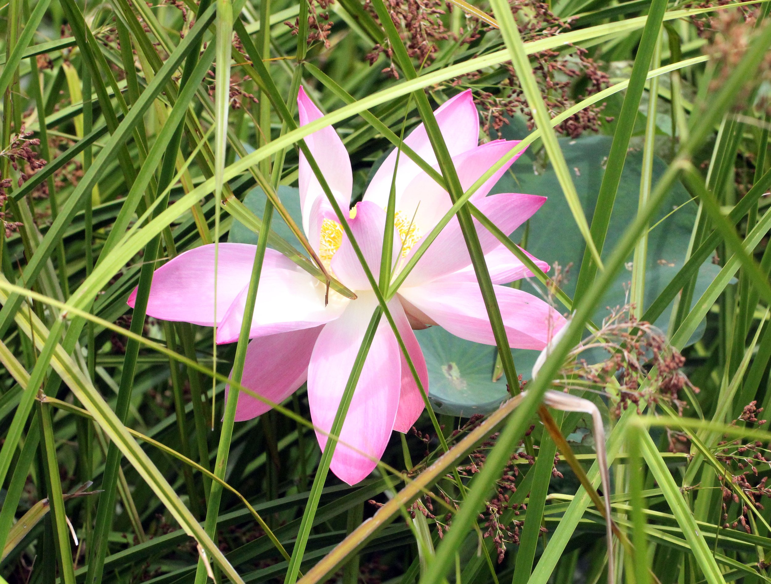 2014 Koh Kret Nonthaburi Bike Ride (121).JPG