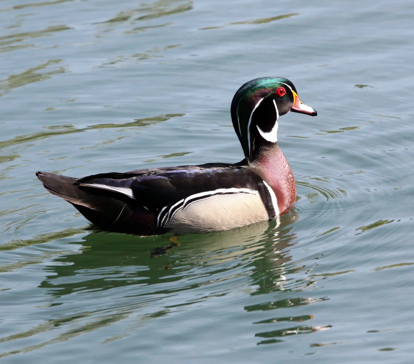 DUCK - WOOD DUCK - Aix sponsa - SACRAMENTO CALIFORNIA (18).JPG