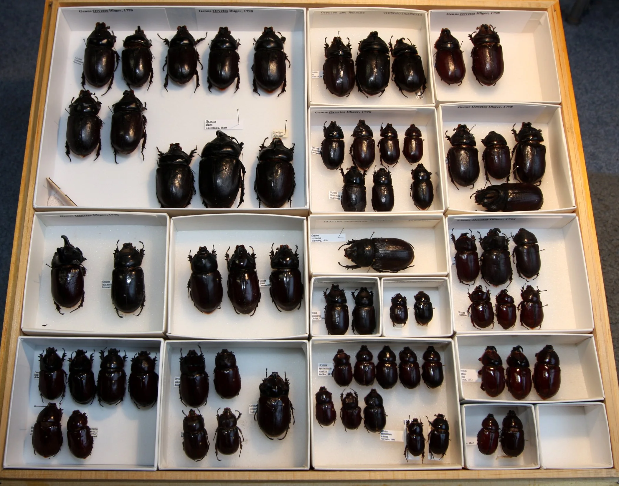 Dynastinae  Oryctini Oryctes species.JPG