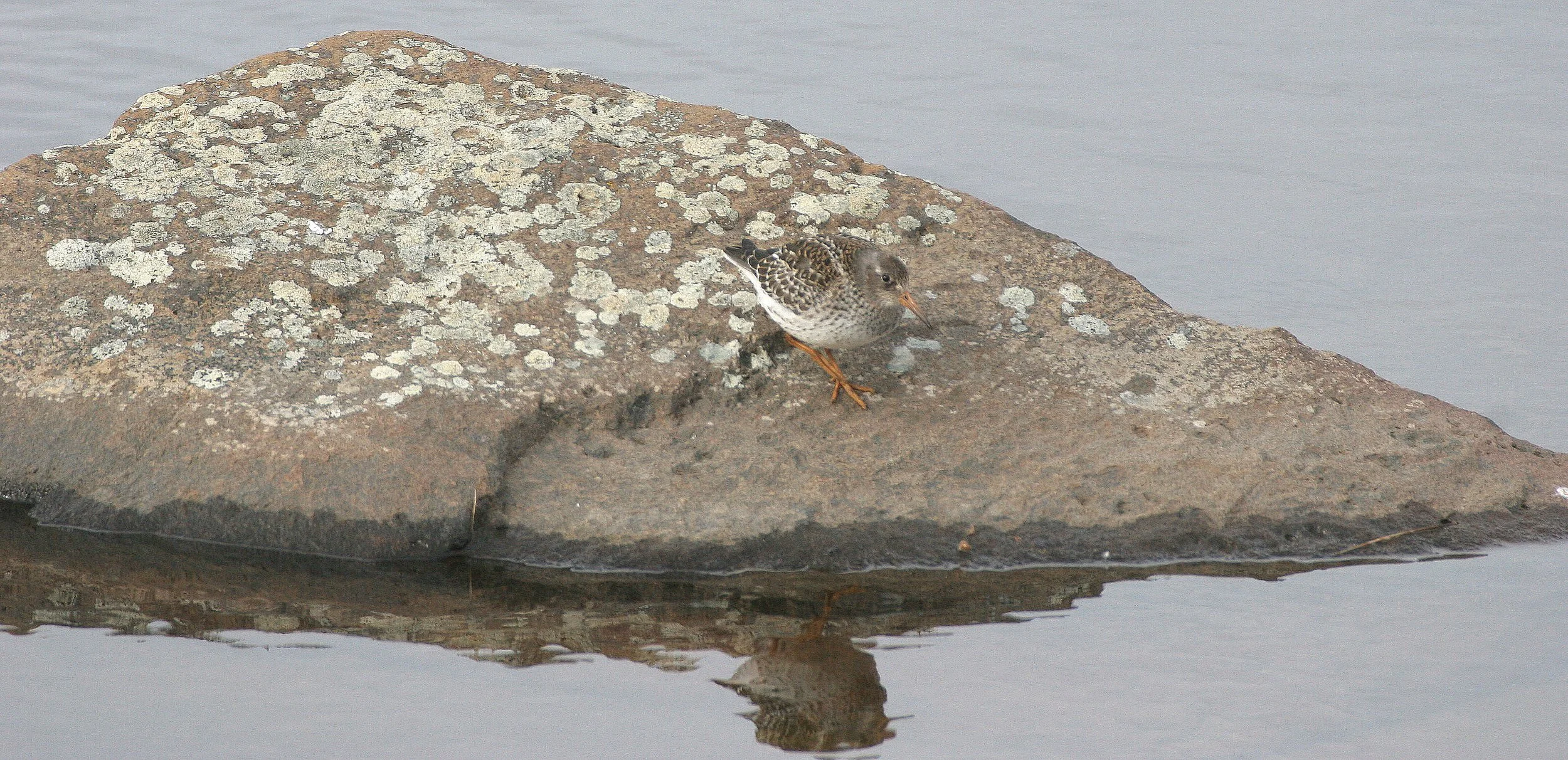 BIRD - SANDPIPER - PURPLE SANDPIPER - SVALBARD (13).jpg