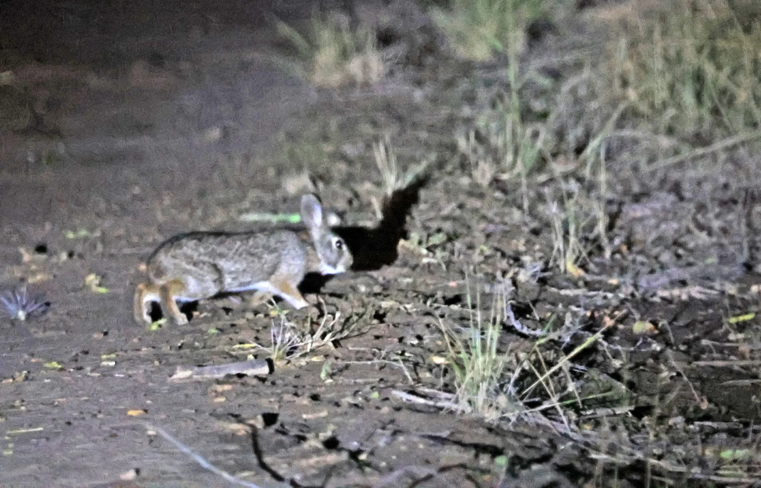 Tapetí (Sylvilagus brasiliensis) Reserva Nueland  Selva Serena (10).jpg