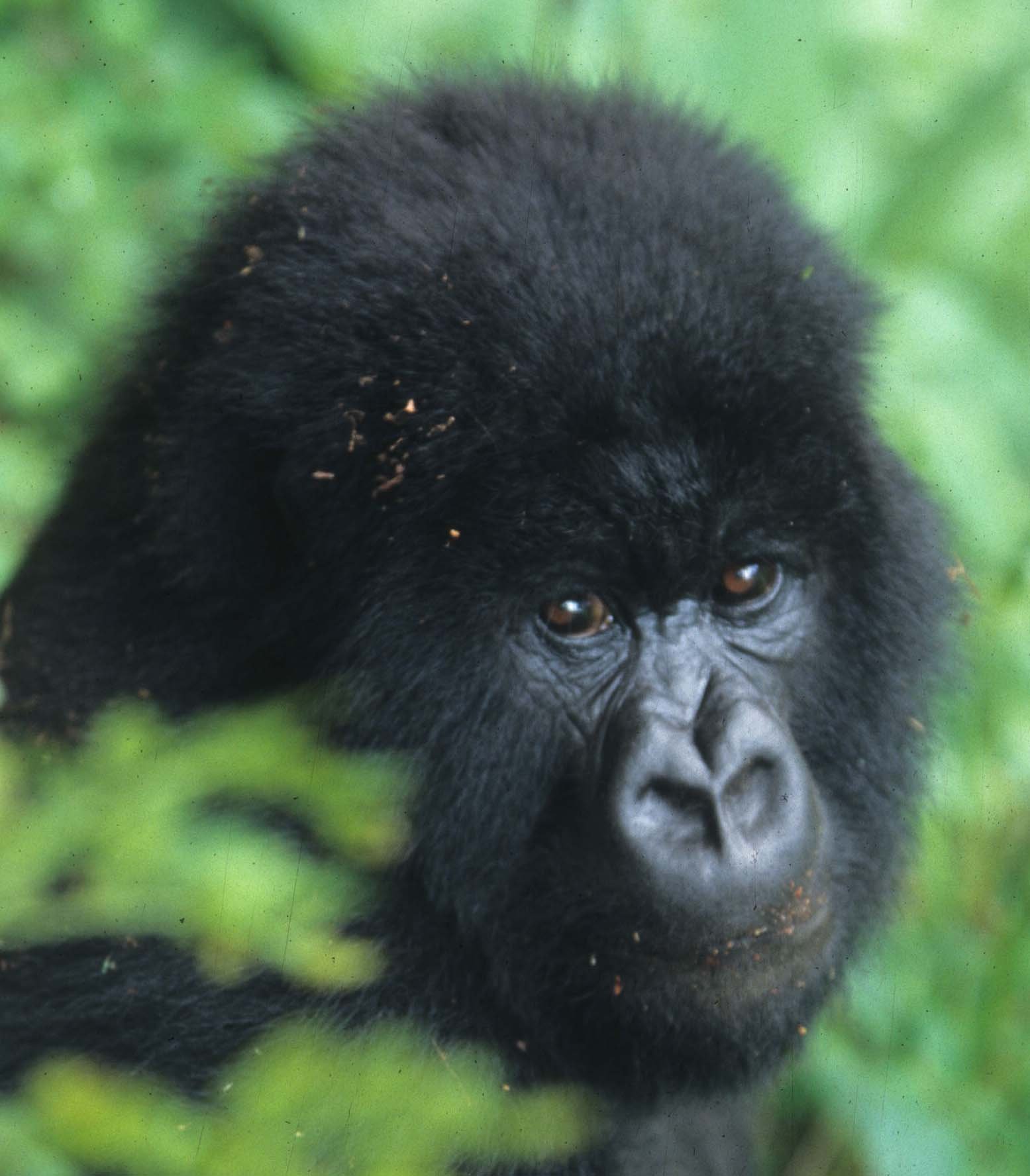 PRIMATE - GORILLA-RWANDA PARC DU VULCANS (61).jpg