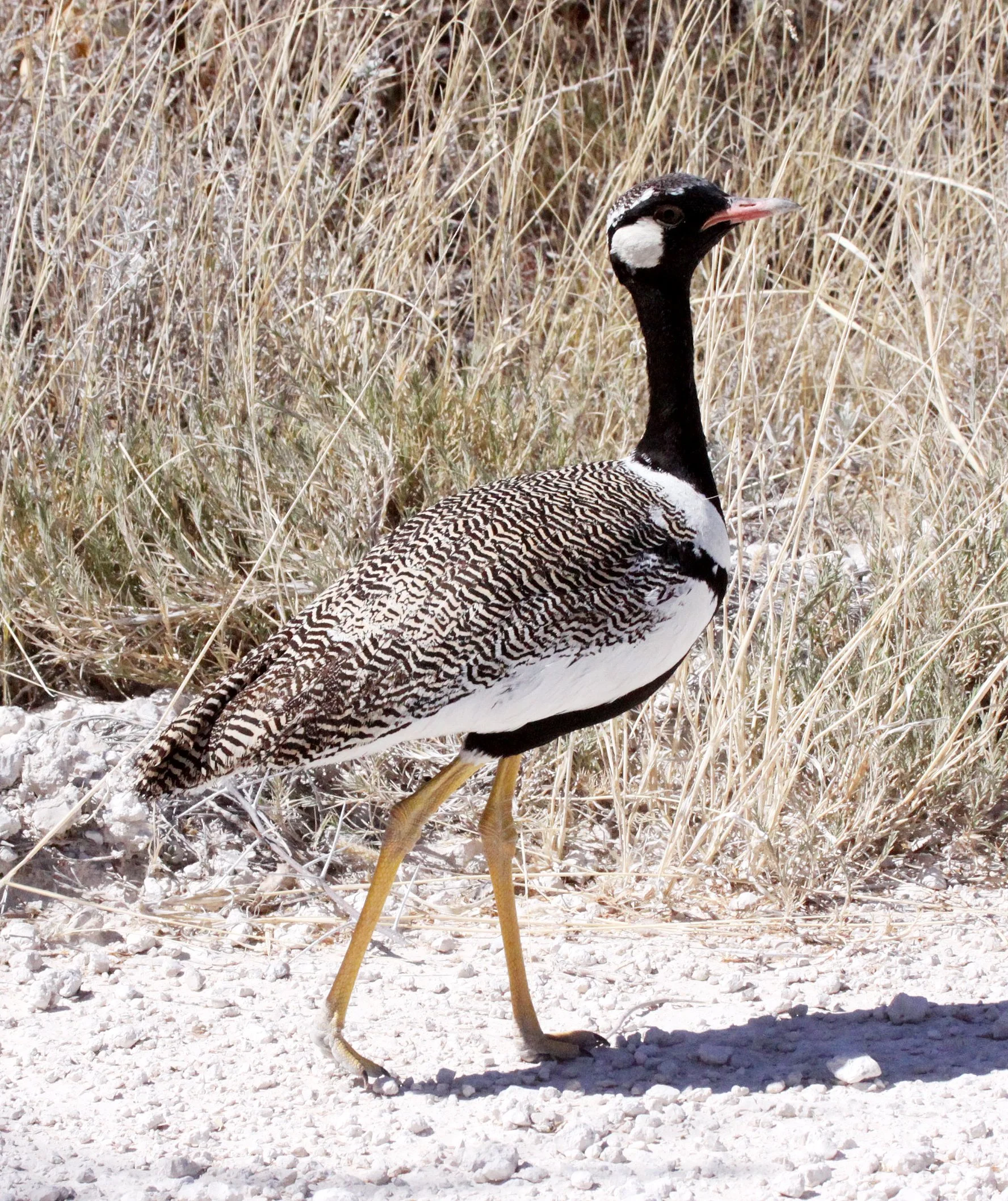 Northern Black Korhaan (Afrotis afraoides) Etosha National Park Namibia (34).JPG