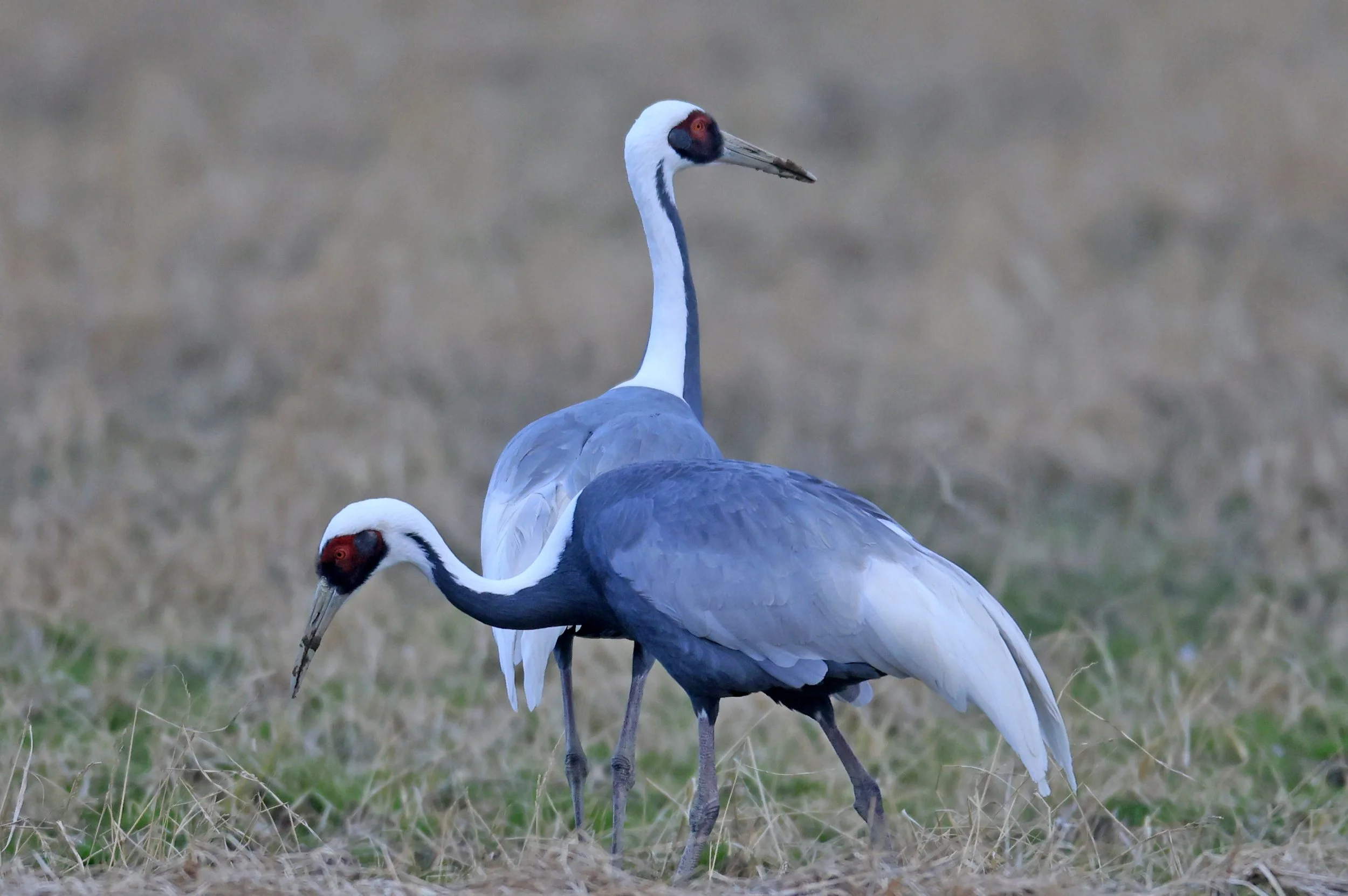 White-naped Crane (Antigone vipio) Izumi Crane Park & Center, Izumi Kagoshima Kyushu Japan (76).jpg