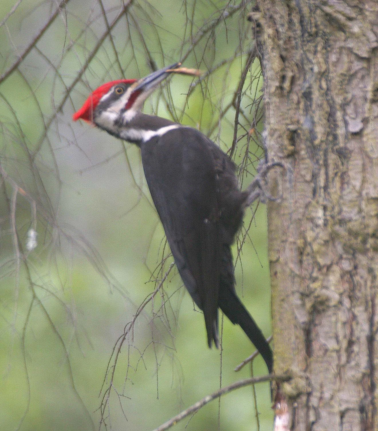 BIRD - WOODPECKER - PILEATED WOODPECKER - GASMAN (31).jpg
