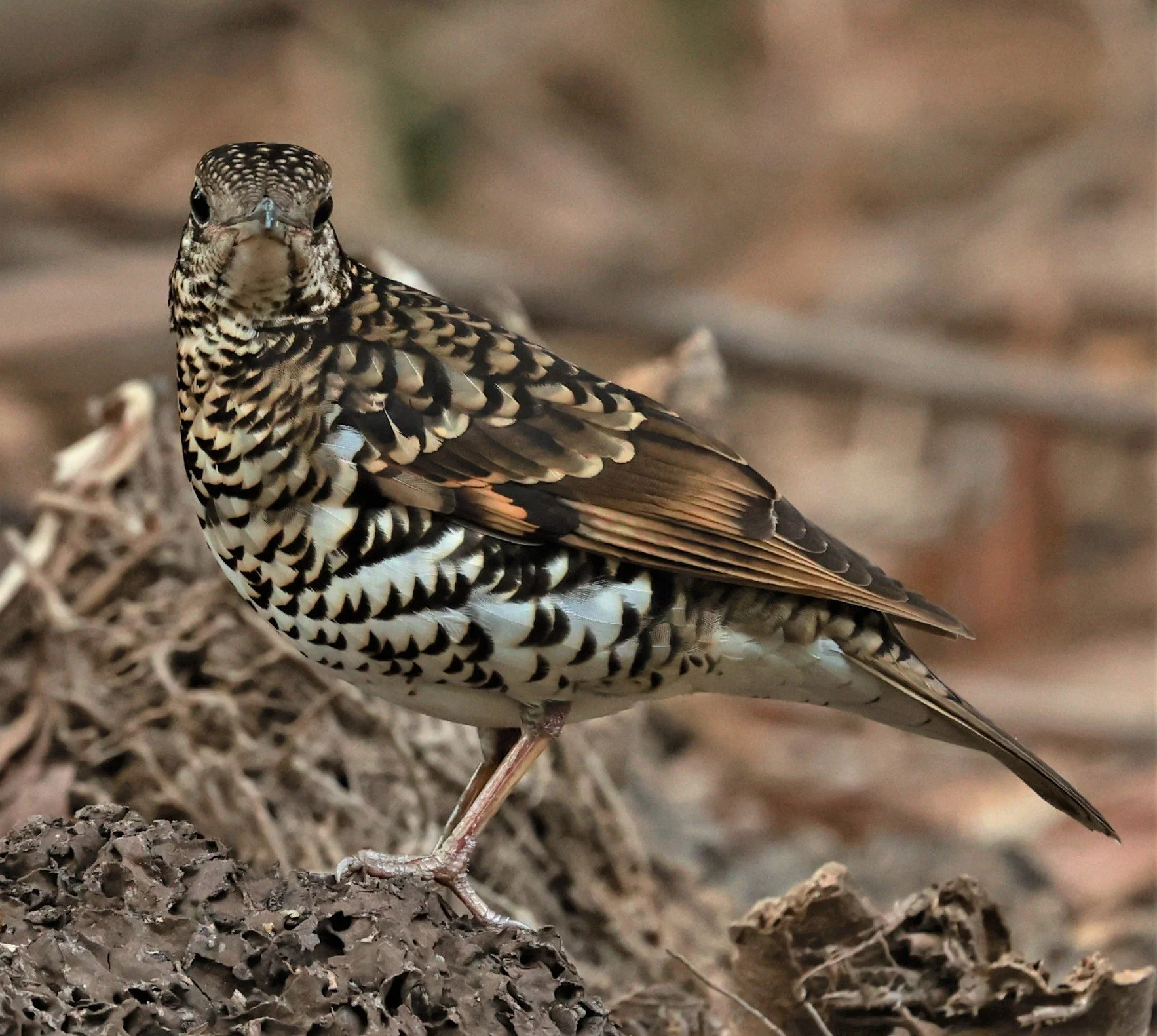 White's Thrush (Zoothera aurea) Putthamonthon Park Nakhon Pathom Thailand (107).jpg