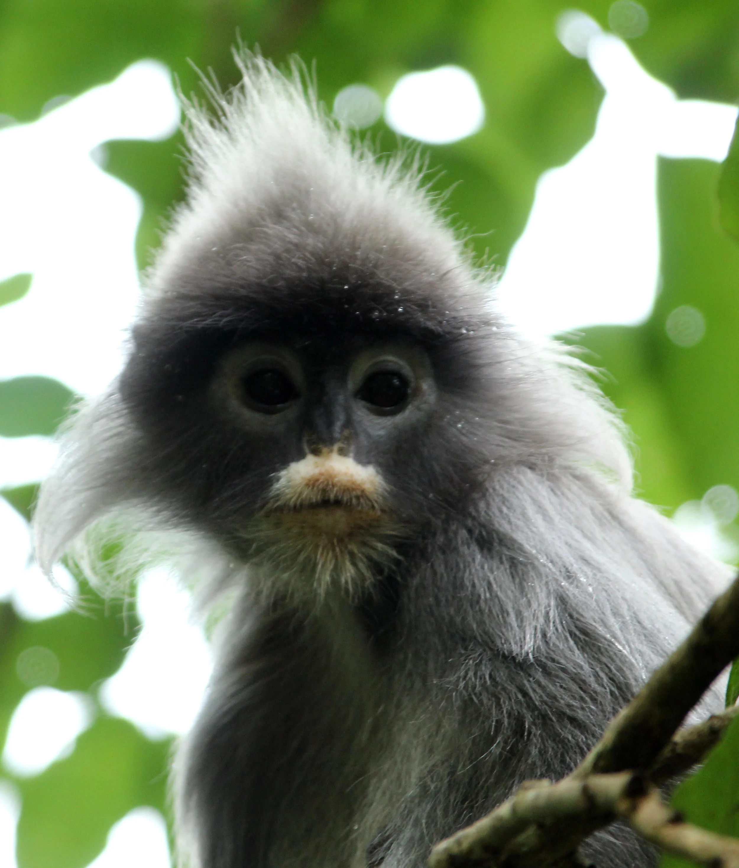 CERCOPITHECIDAE - Trachypithecus crepusculus - INDOCHINESE GRAY LANGUR - PHI THA KHON TEMPLE LOEI (17).JPG