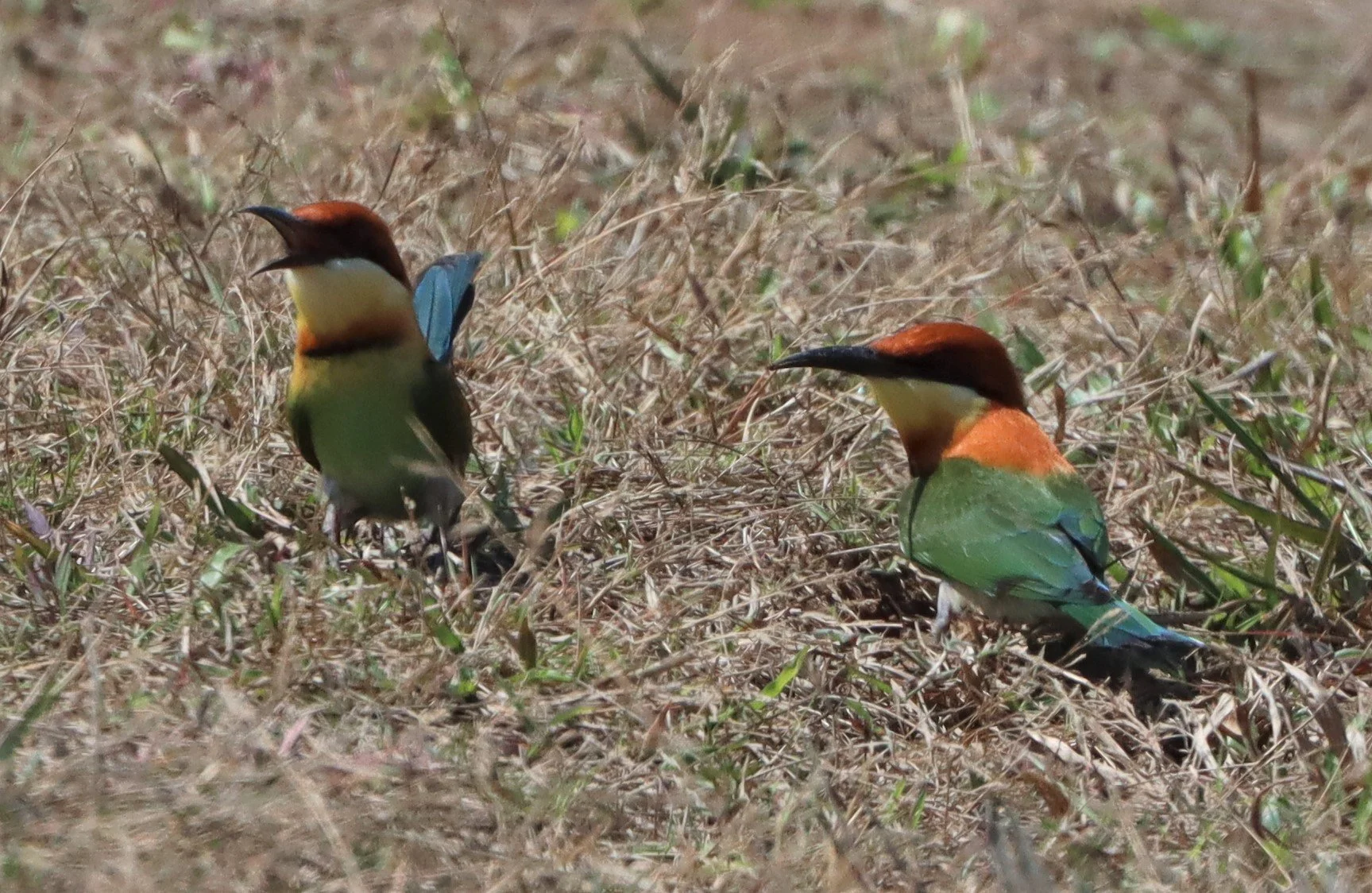 BEE-EATER - CHESTNUT-HEADED BEE-EATER - Merops leschenaulti - KHAO YAI NP (10).JPG