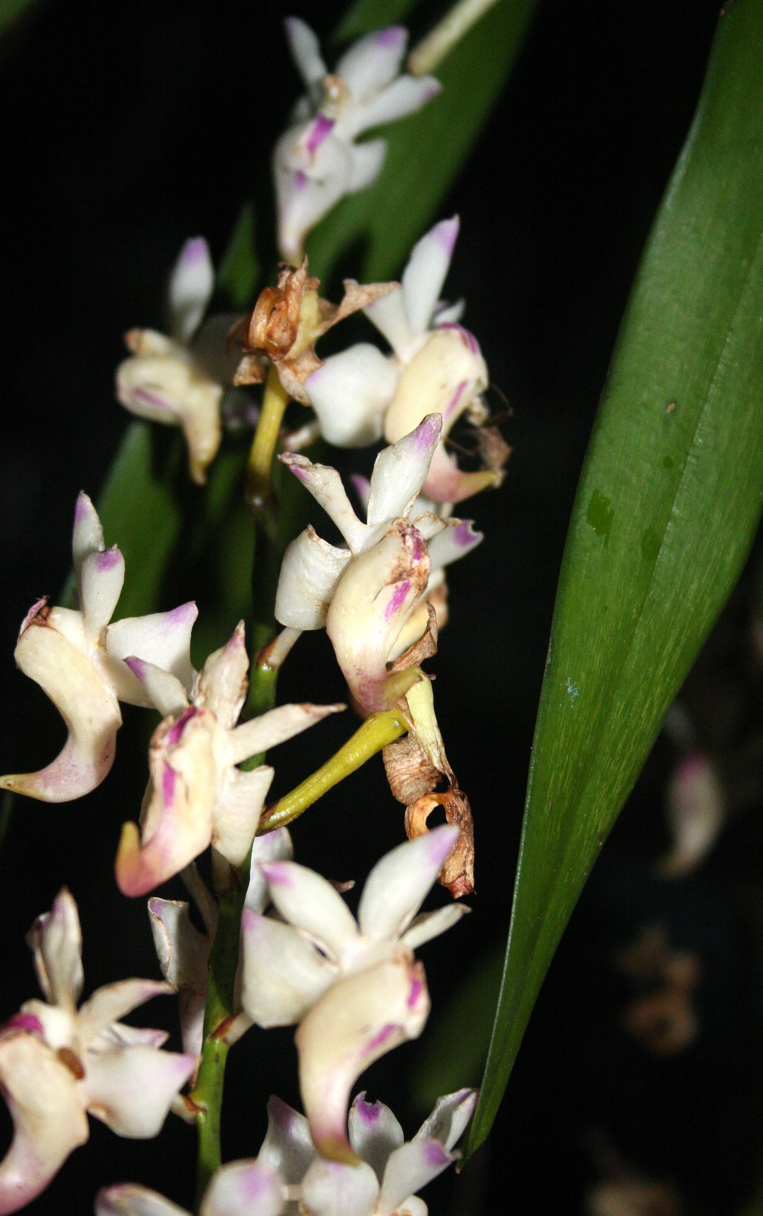 2008 Promluk Property And Family - Nawarn, Dad, etc (75).JPG