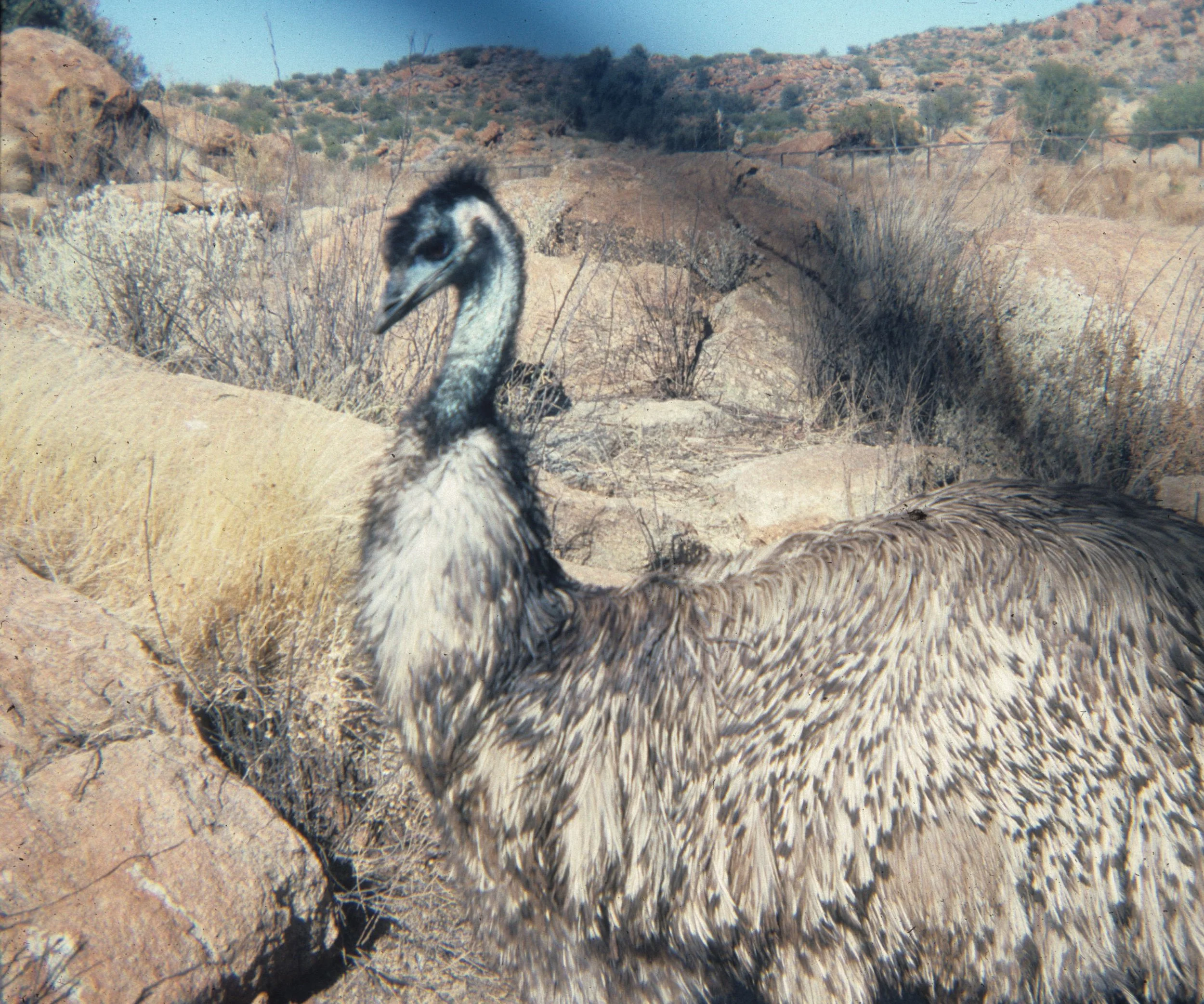 BIRD - EMU - AUSTRALIA.jpg
