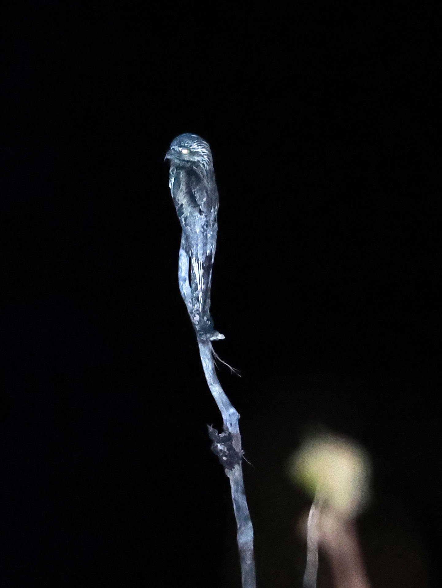Potoo - Common Potoo - Nyctibius griseus - Emas National Park, Goias State, Brazil (14).jpg