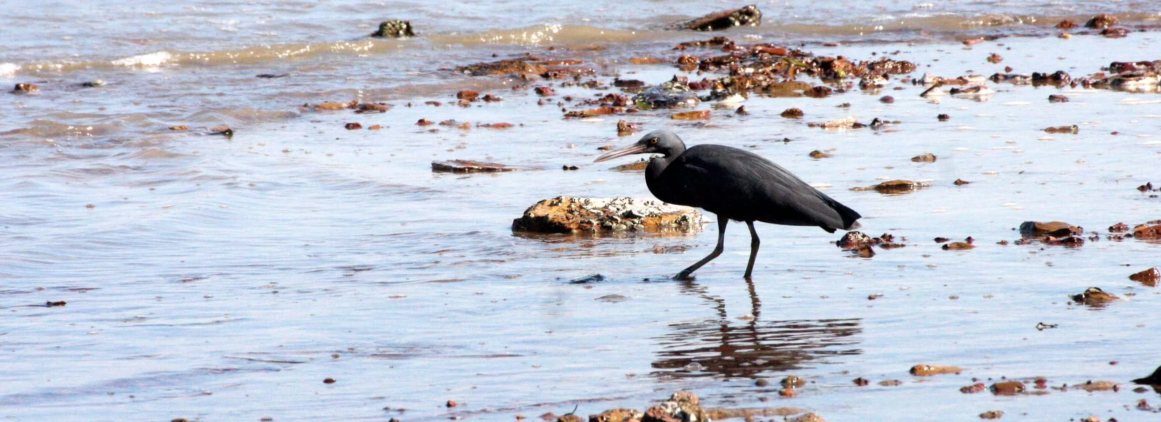 EGRET - PACIFIC REEF EGRET - Egretta sacra - KOH LANTA  (11).JPG