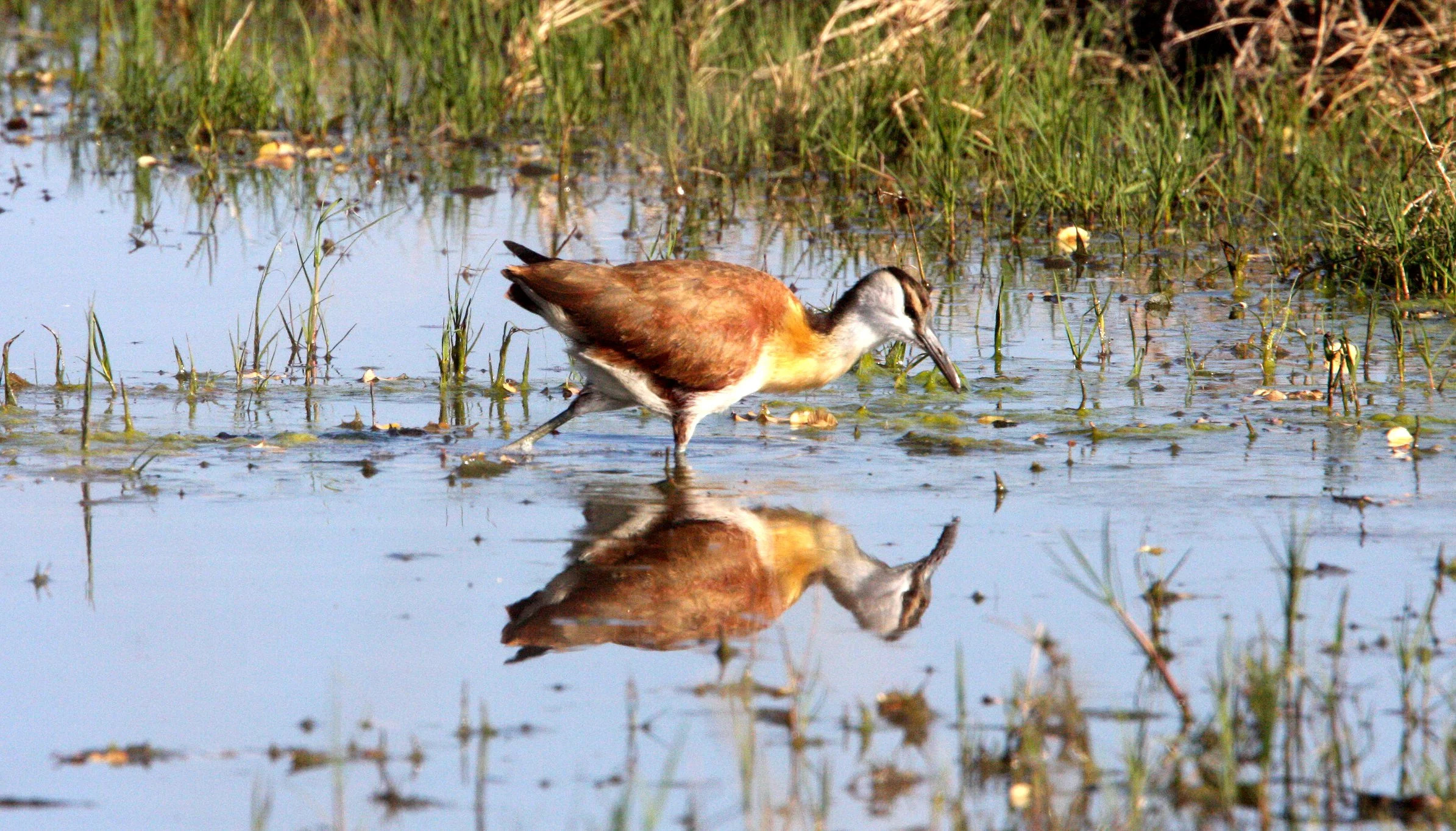African Jacana - Actophilornis africanus - Khwai Camp Okavango Delta Botswana (3).JPG