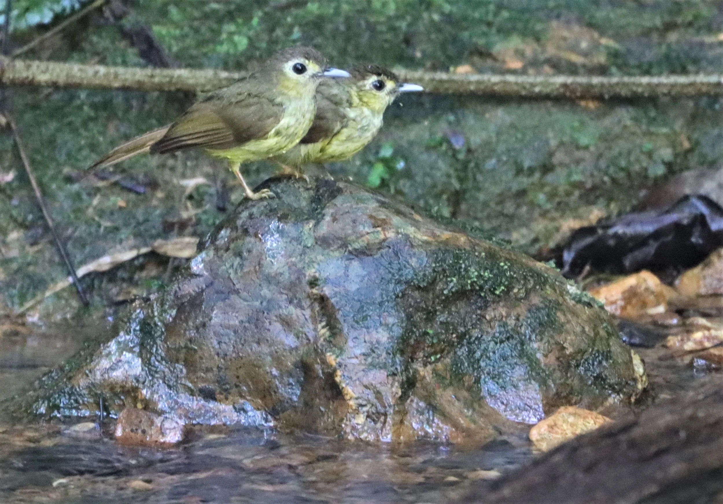 BULBUL - HAIRY-BACKED BULBUL - Tricholestes criniger - SI PHANG NGA NATIONAL PARK (27).jpg