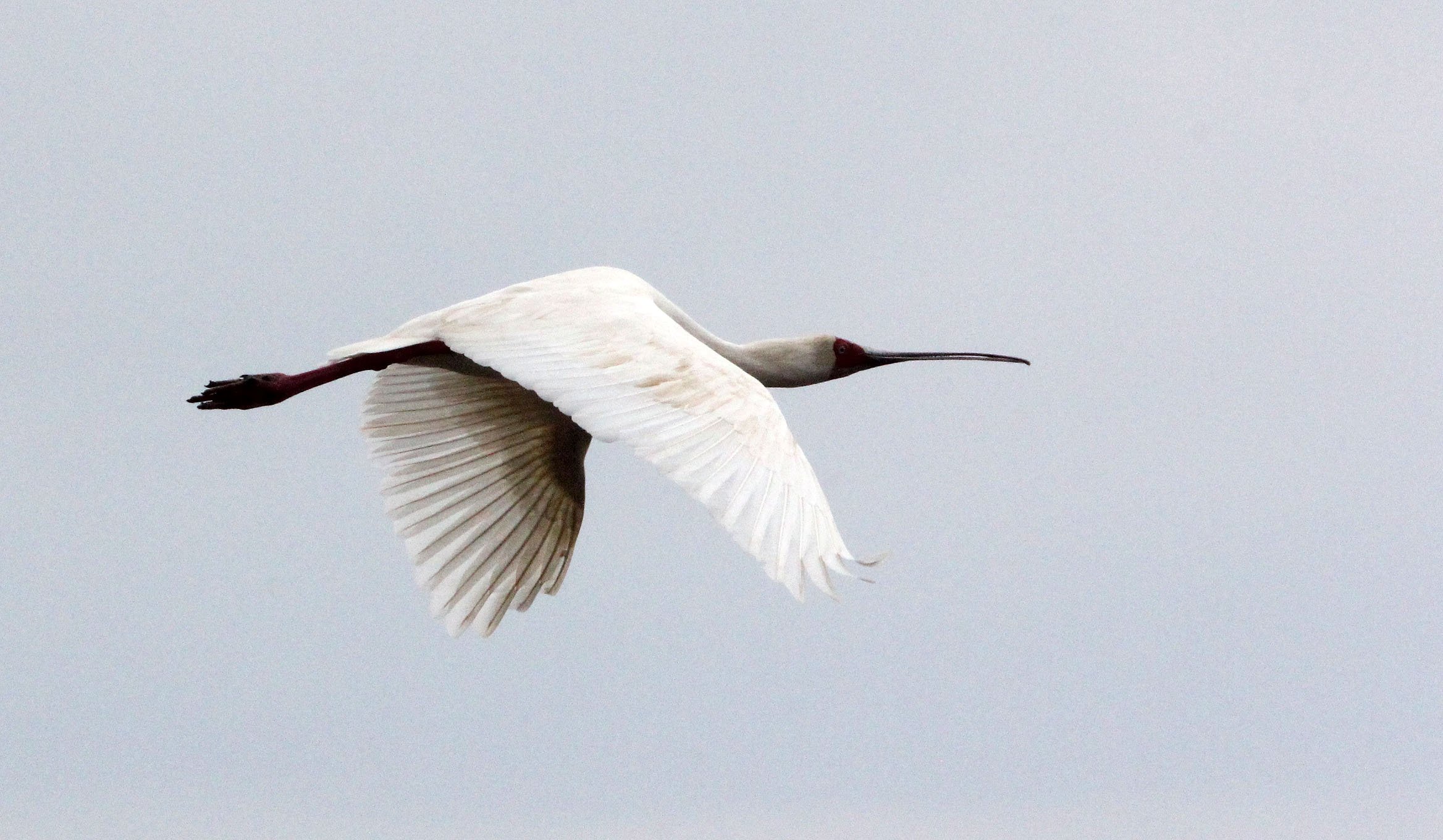 SPOONBILL - AFRICAN SPOONBILL - Platalea alba - LAKE LANGANO ETHIOPIA (11).JPG