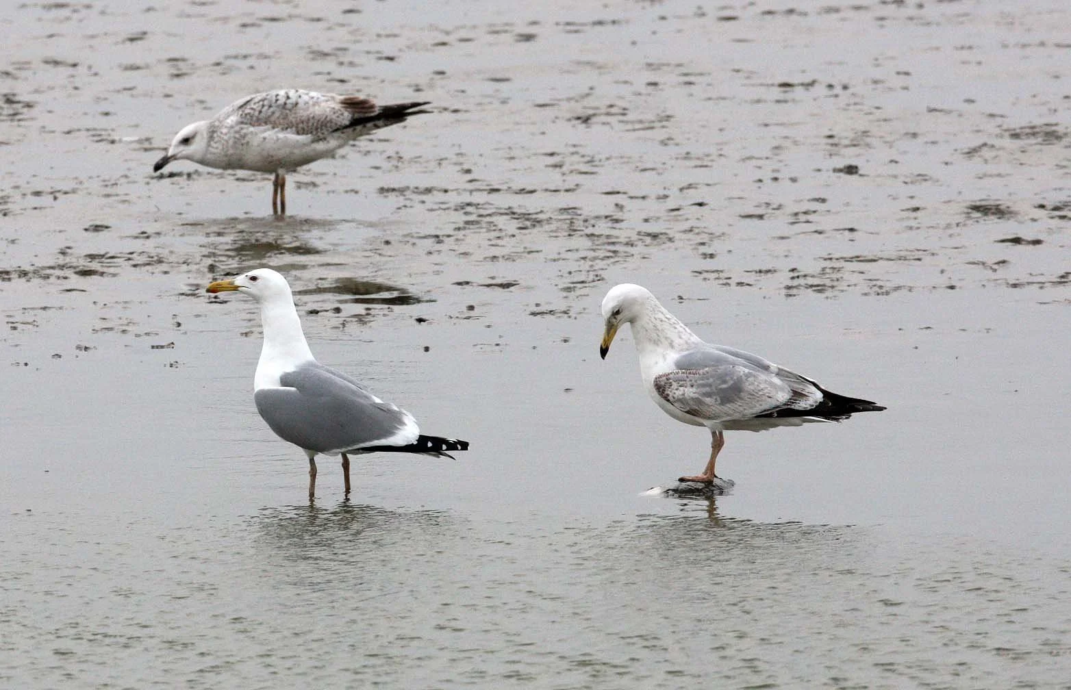 BIRD - GULL - MONGOLIAN GULL - YANCHENG CHINA (3).JPG