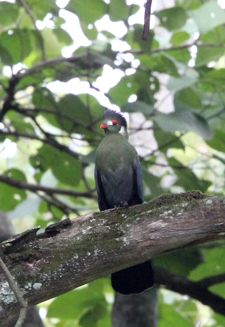 White-cheeked Turaco (Menelikornis leucotis) Langano Lake Ethiopia (18).JPG