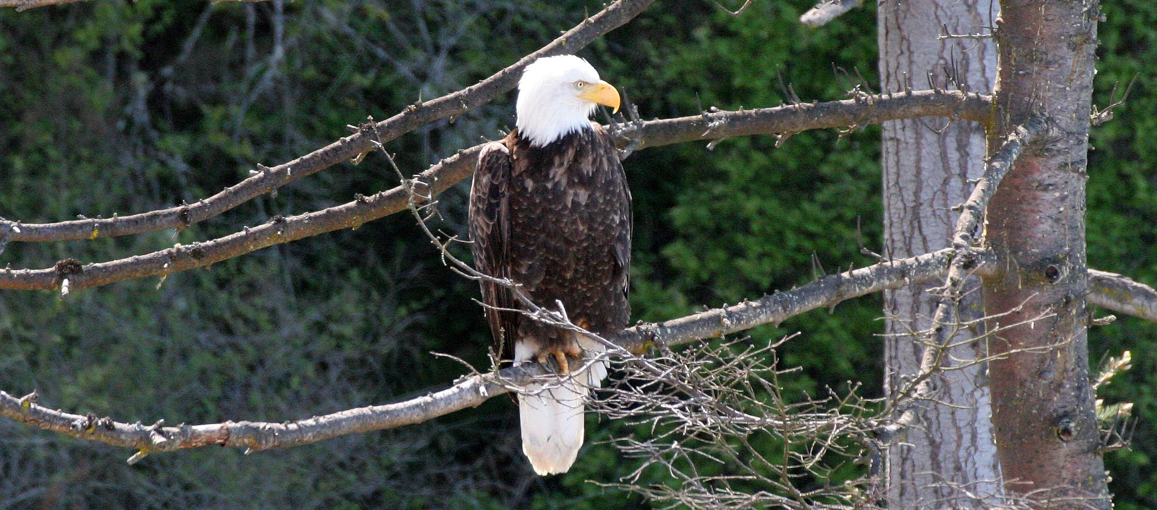 Haliaeetus leucocephalus - AMERICAN BALD EAGLE - LAKE FARM BLUFFS WASHINGTON (311).JPG