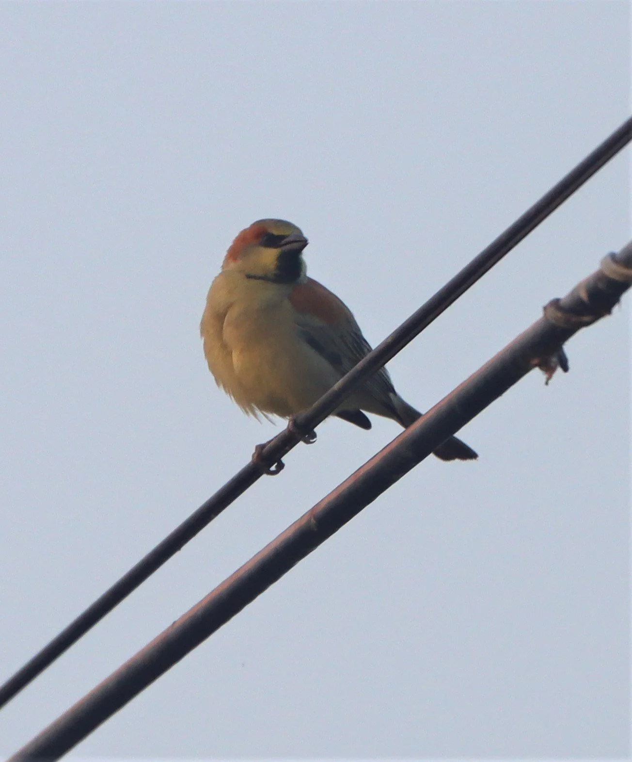 Plain-backed Sparrow (Passer flaveolus) Lat Krabang Wetlands Near Bangkok (2).jpg