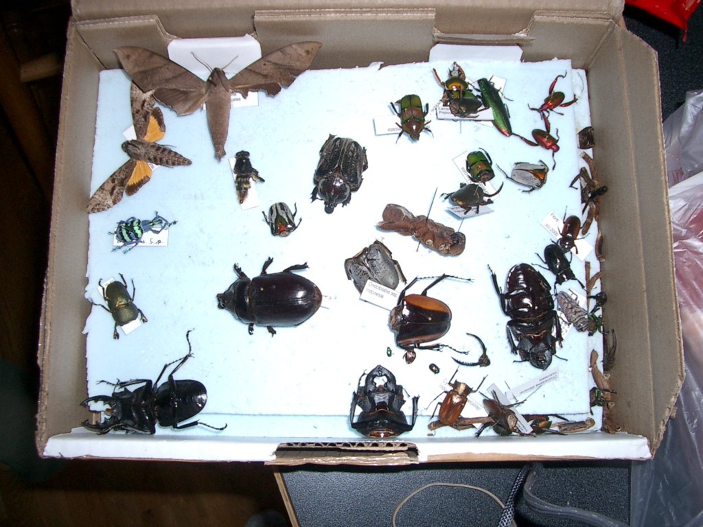 2003-11-24 BROKEN BUGS (2).JPG