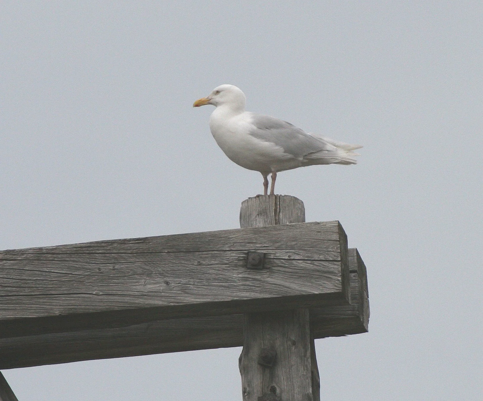 BIRD - GULL - GLAUCOUS - SVALBARD A.jpg