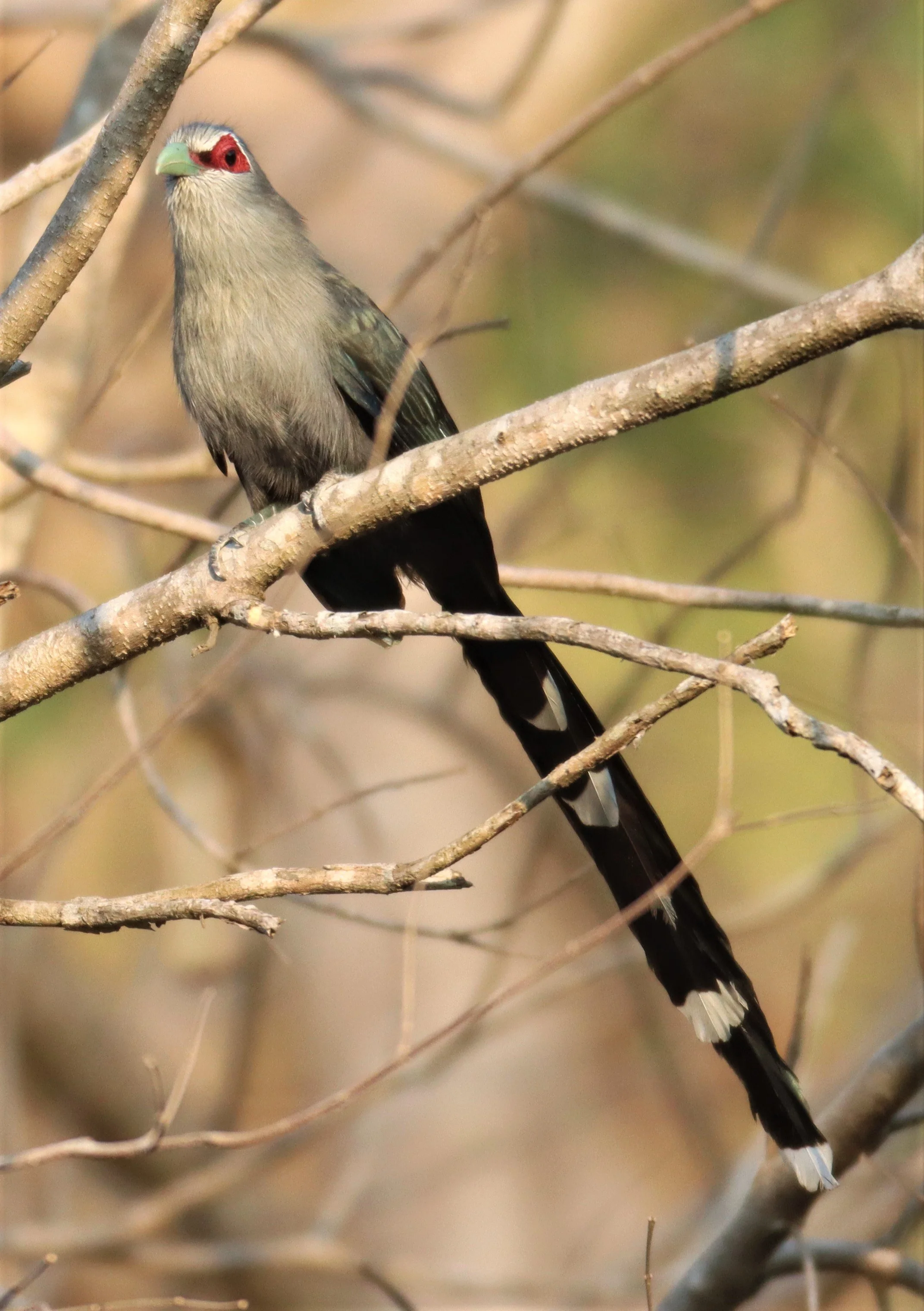 Green-billed Malkoha (Phaenicophaeus tristis) Pak Chong Hot Springs Thailand (3).jpg