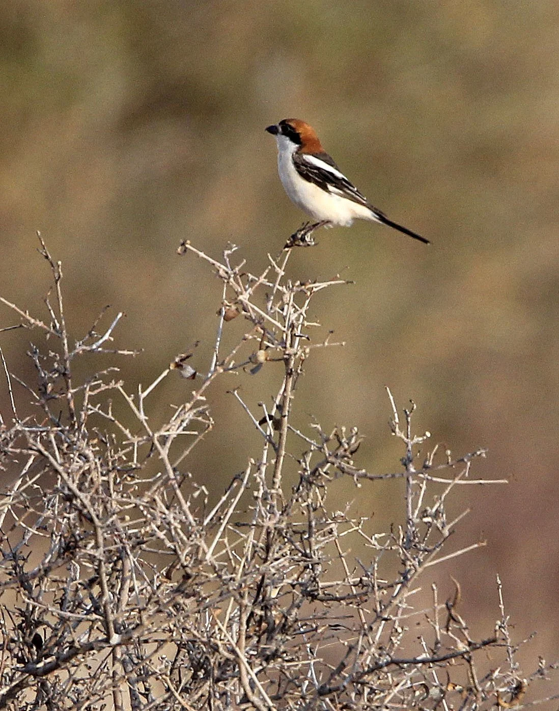 Red-backed Shrike (Lanius collurio) Bouhedma NP Tunisia (3).JPG